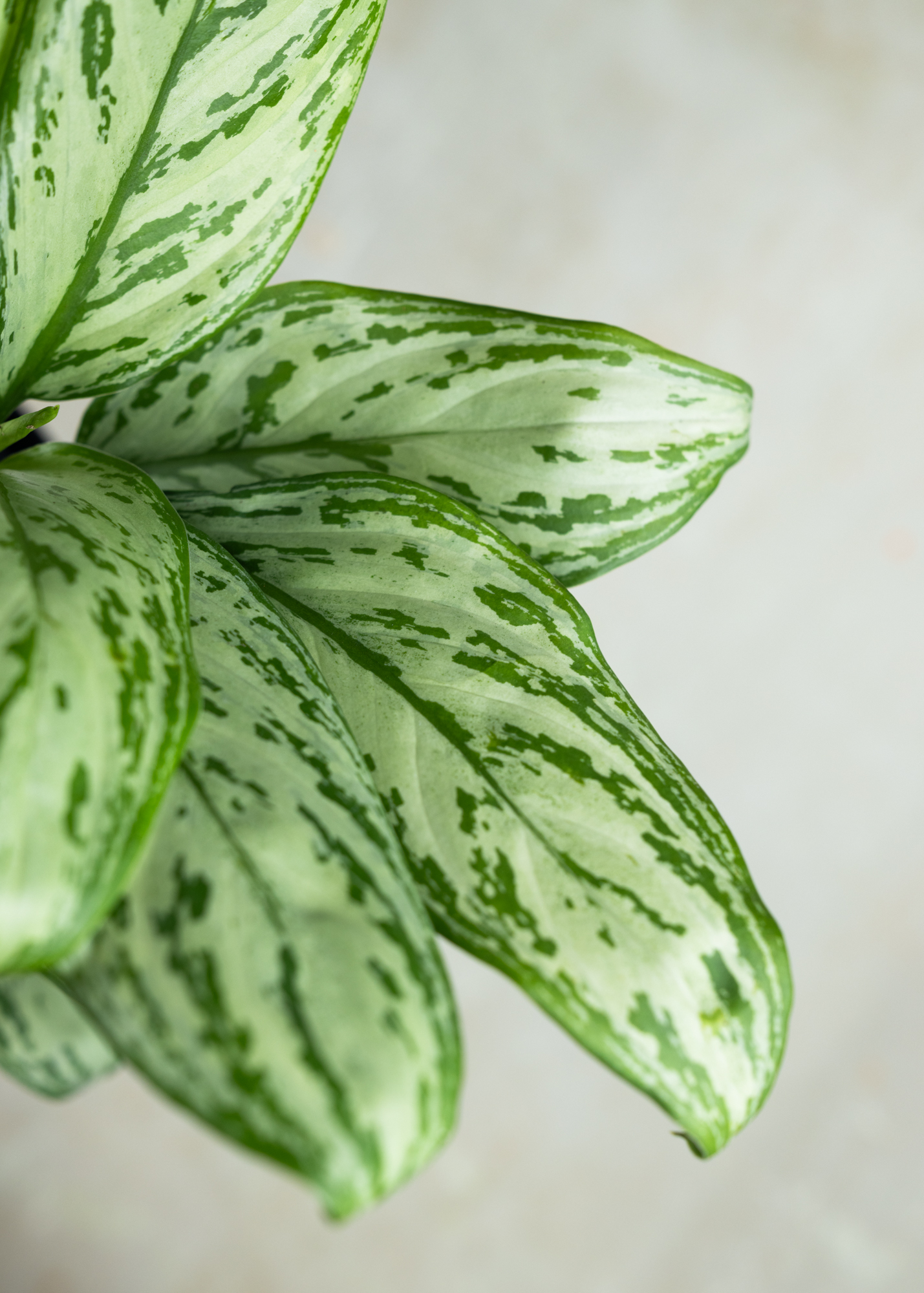 Aglaonema maria christina