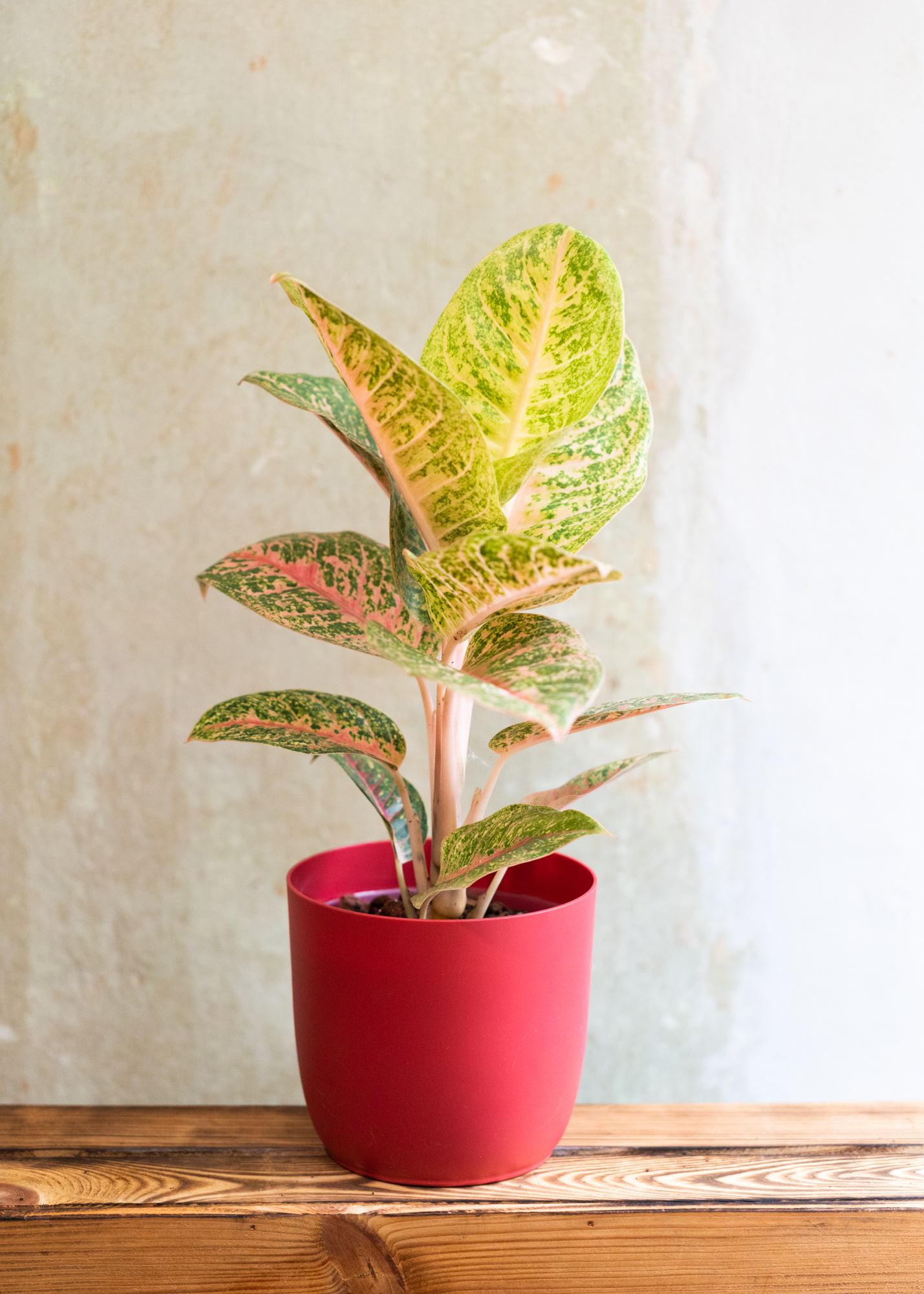 Aglaonema harley quinn