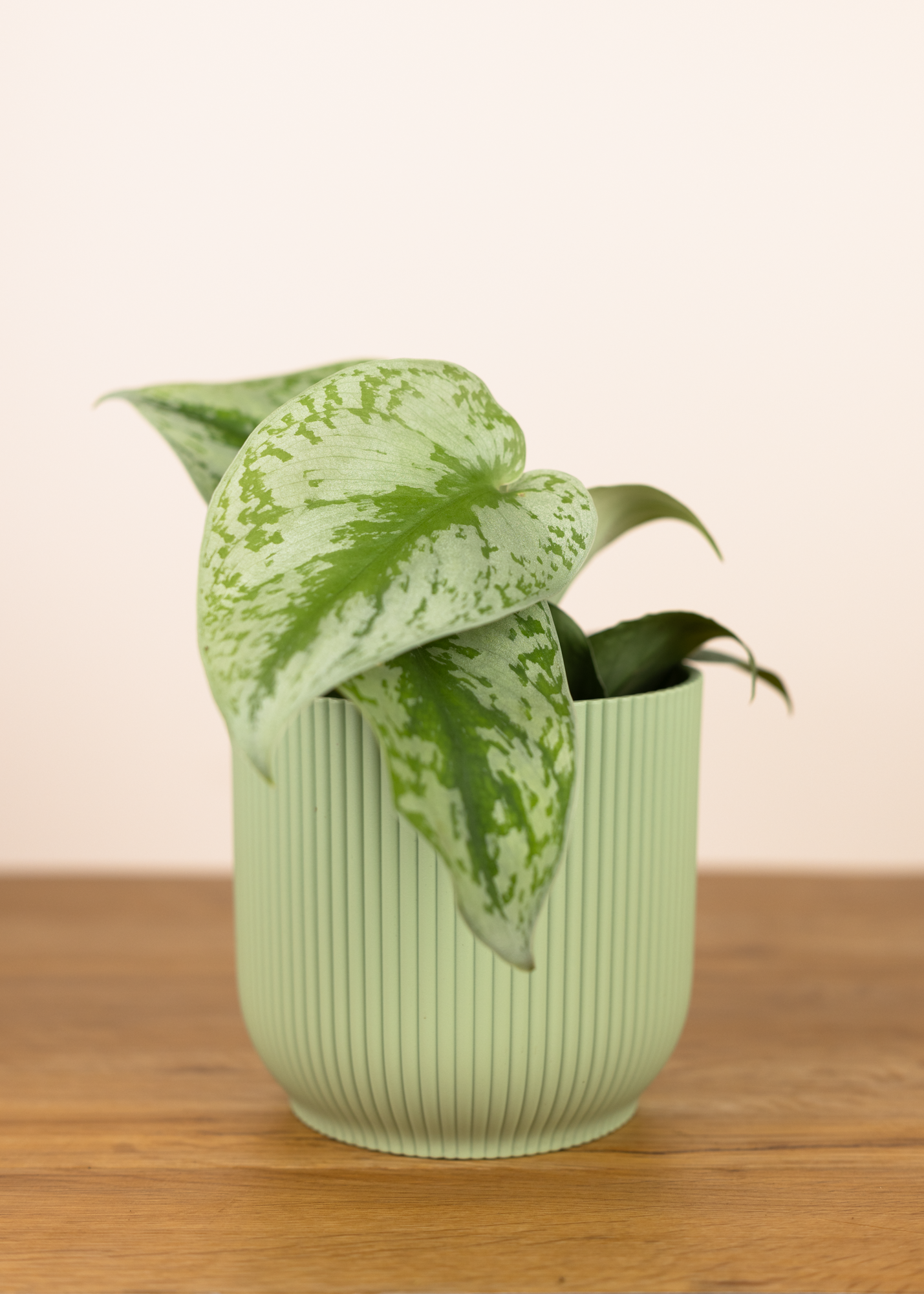 Scindapsus pictus exotica