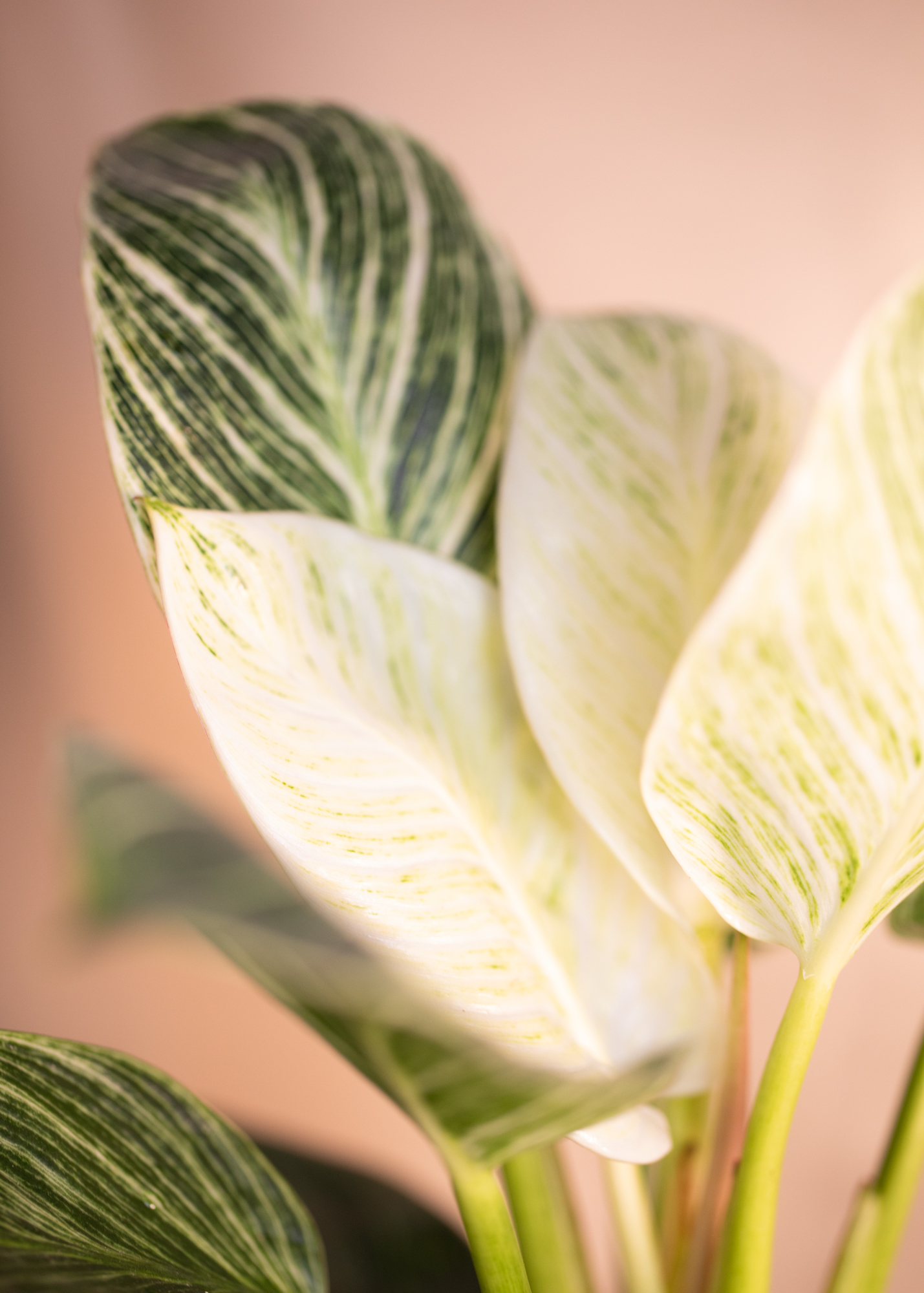 Philodendron Birkin Philodendron Birkin