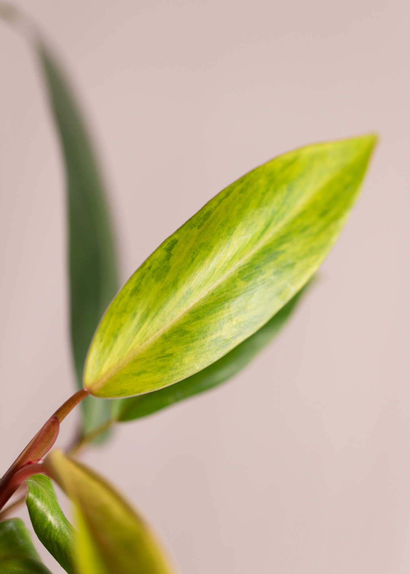 Philodendron Painted Lady
