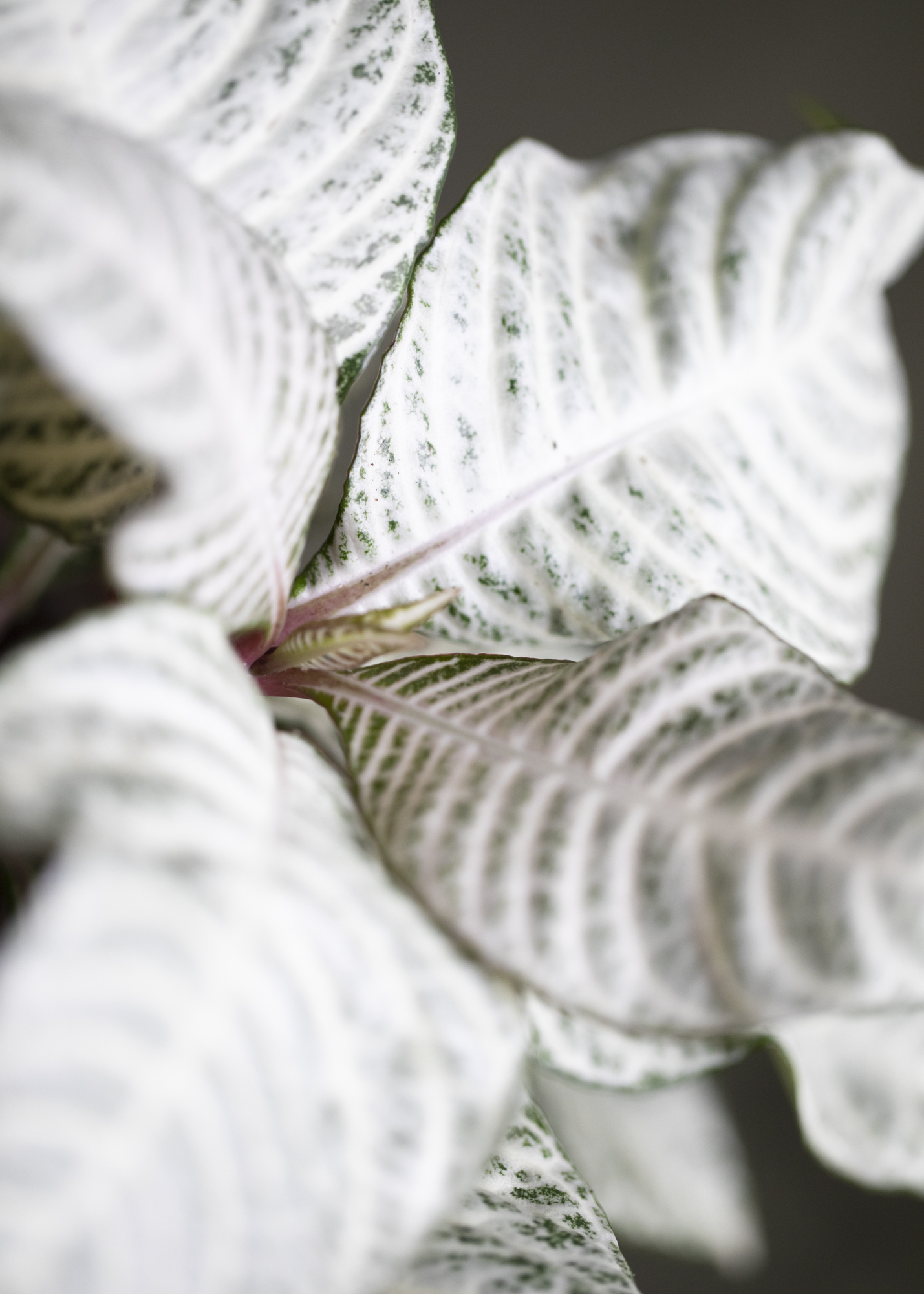 Aphelandra Squarrosa White Wash