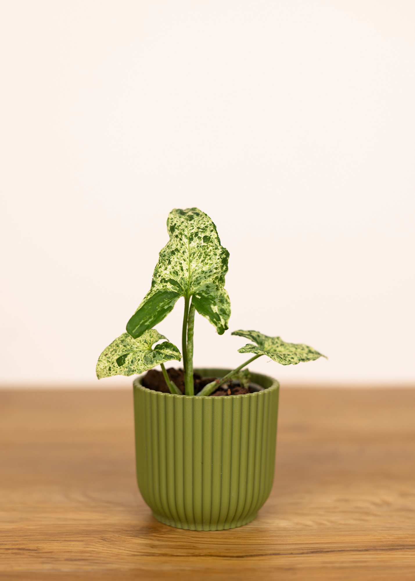 Syngonium podophyllum mottled XS