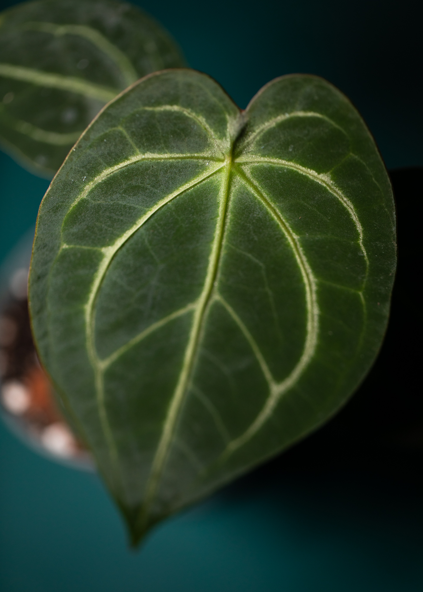 Anthurium Forgetii Hybrid Anthurium Forgetii Hybrid