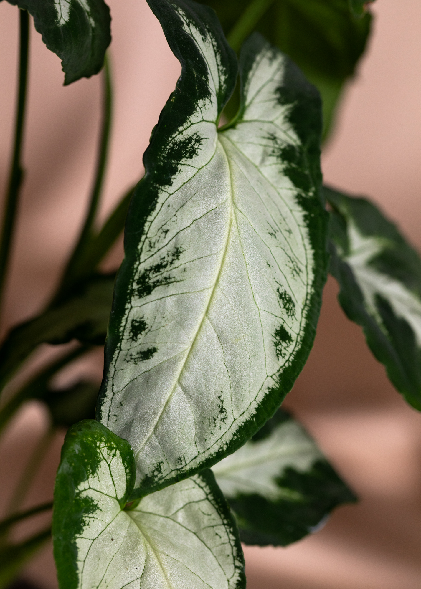 Syngonium Wendlandii Silver Goosefoot Syngonium Wendlandii Silver Goosefoot