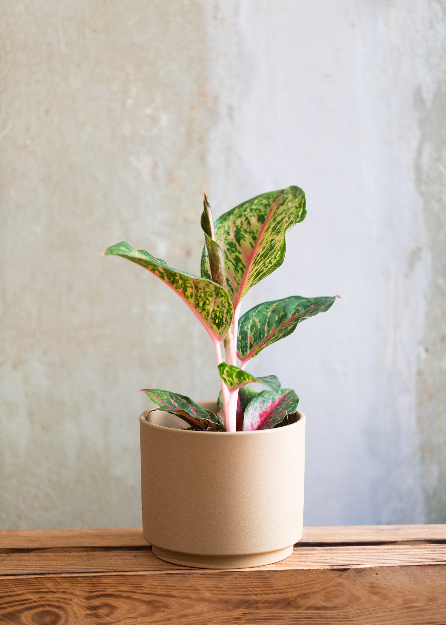 Aglaonema lychee red