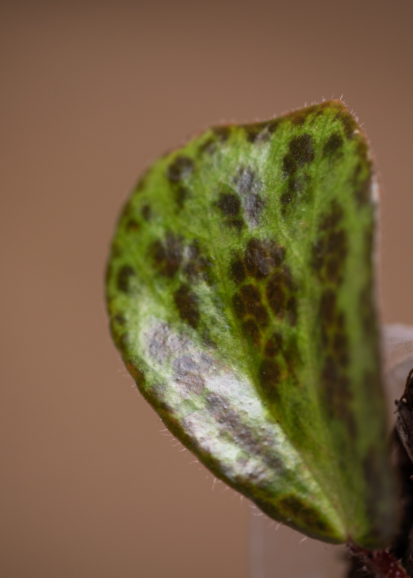 Begonia Blancii Mottled Begonia Blancii Mottled