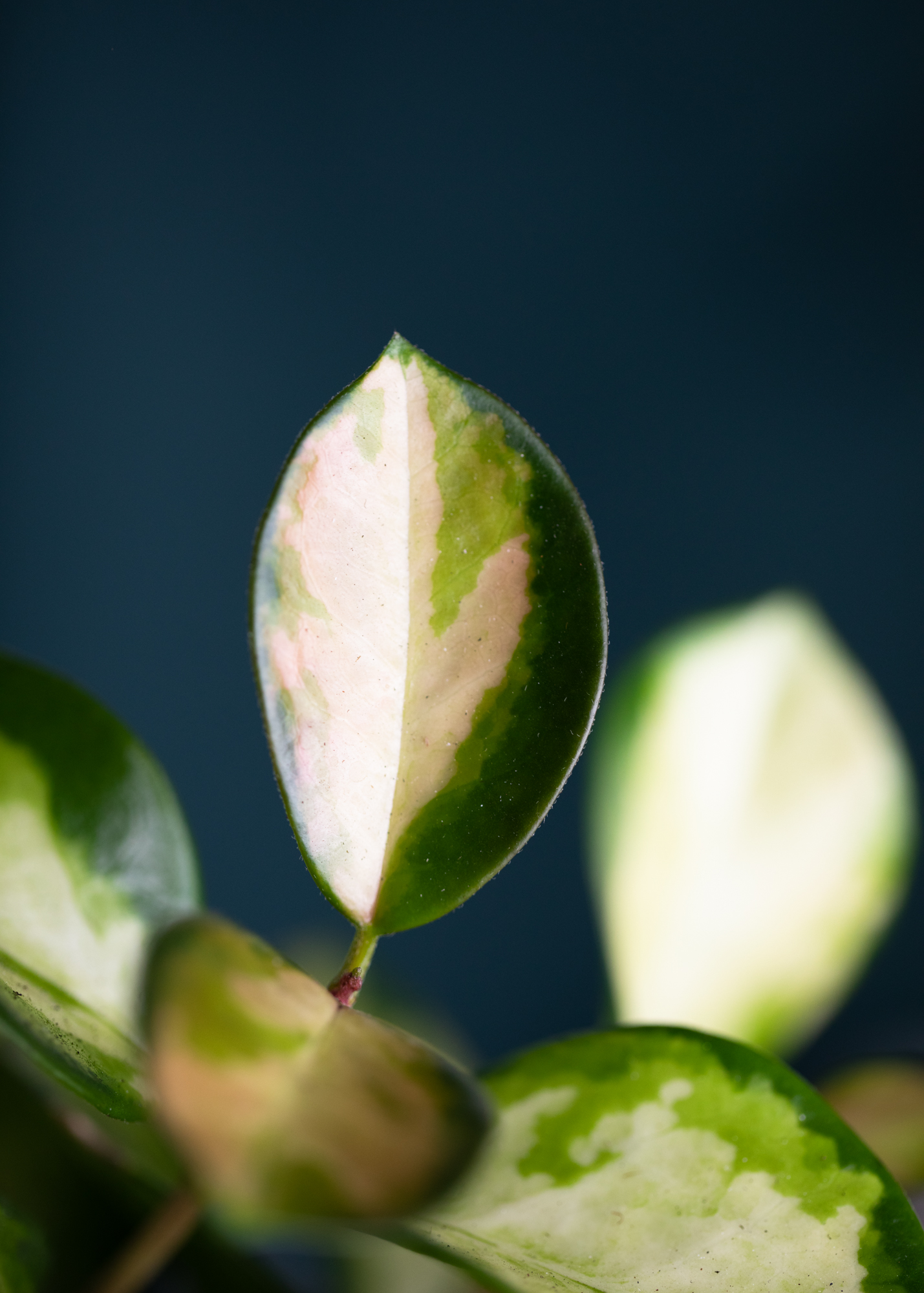 Hoya Australis Lisa