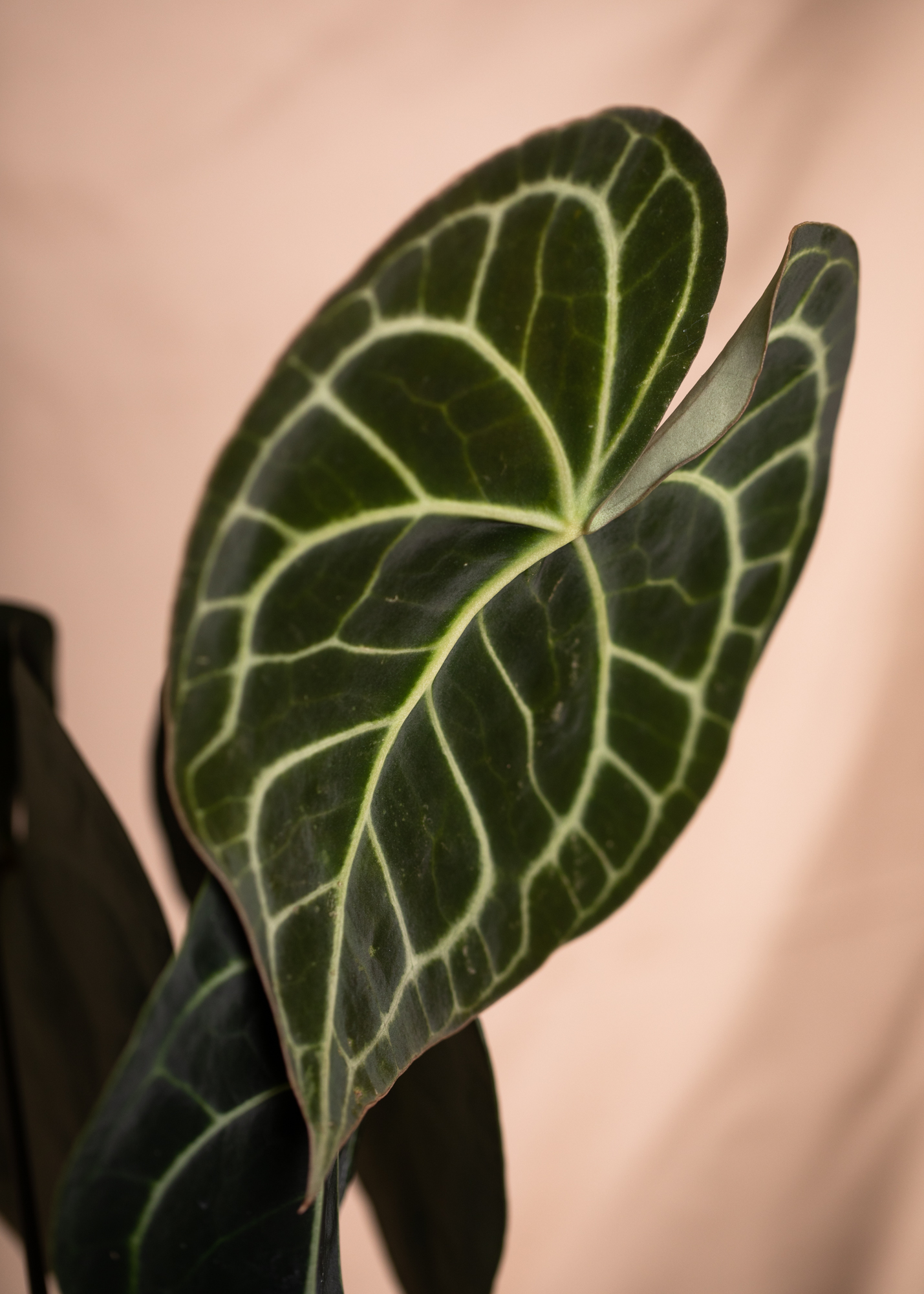 Anthurium Clarinervium