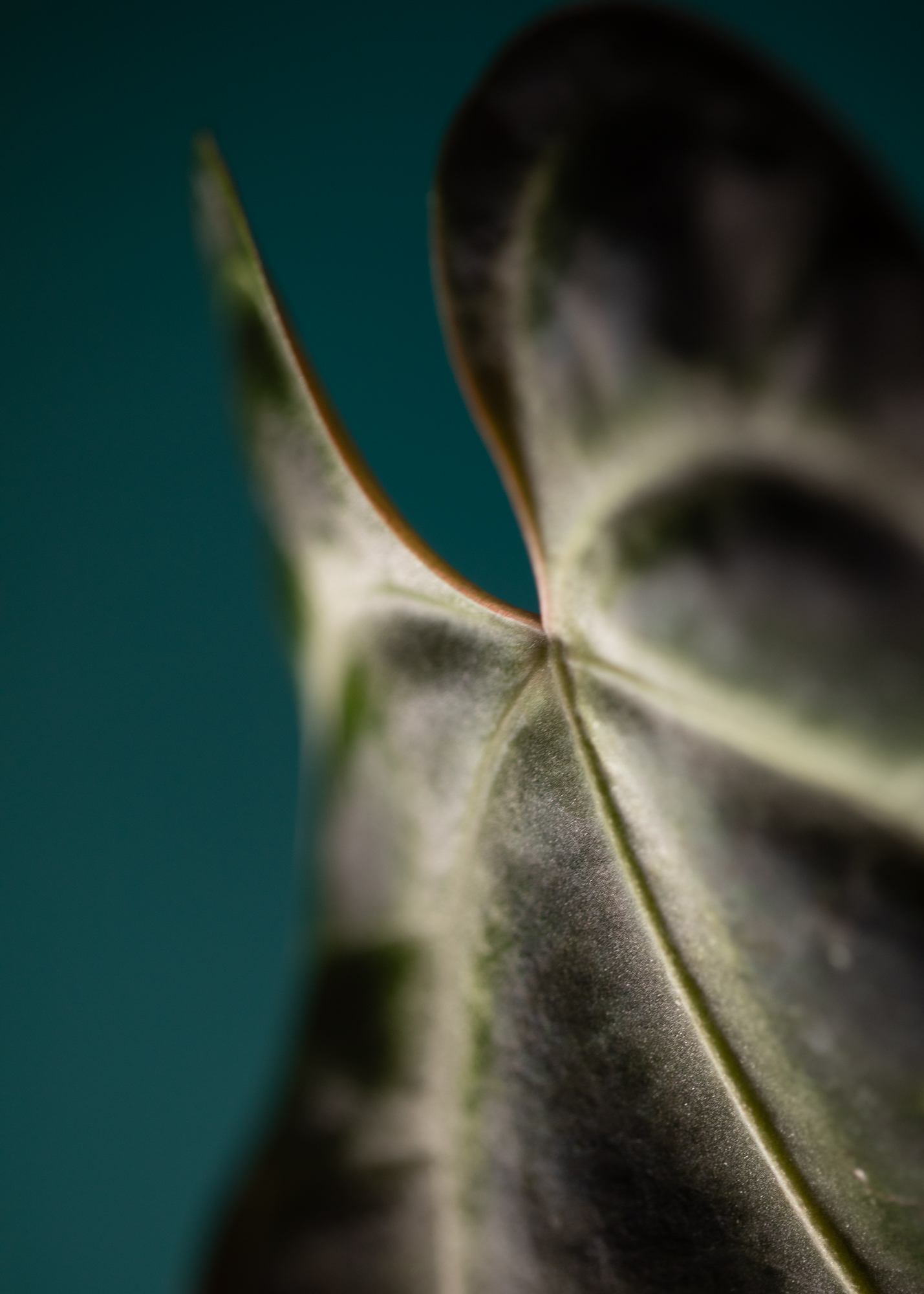 Anthurium Besseae aff Anthurium Besseae aff