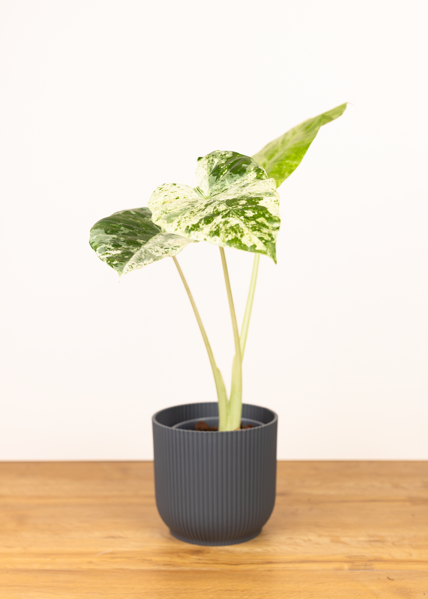 Alocasia odora variegata