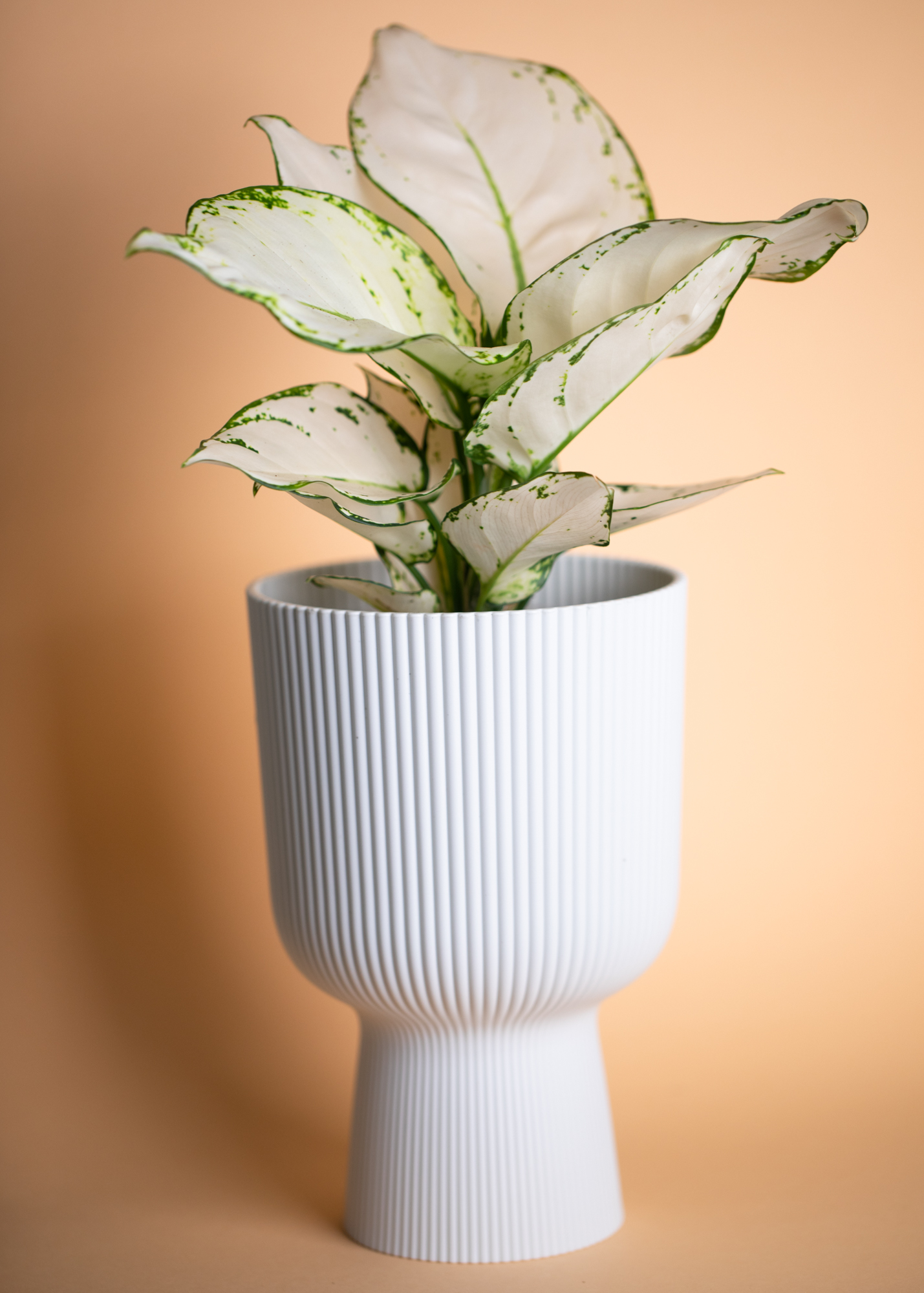 Aglaonema White Joy