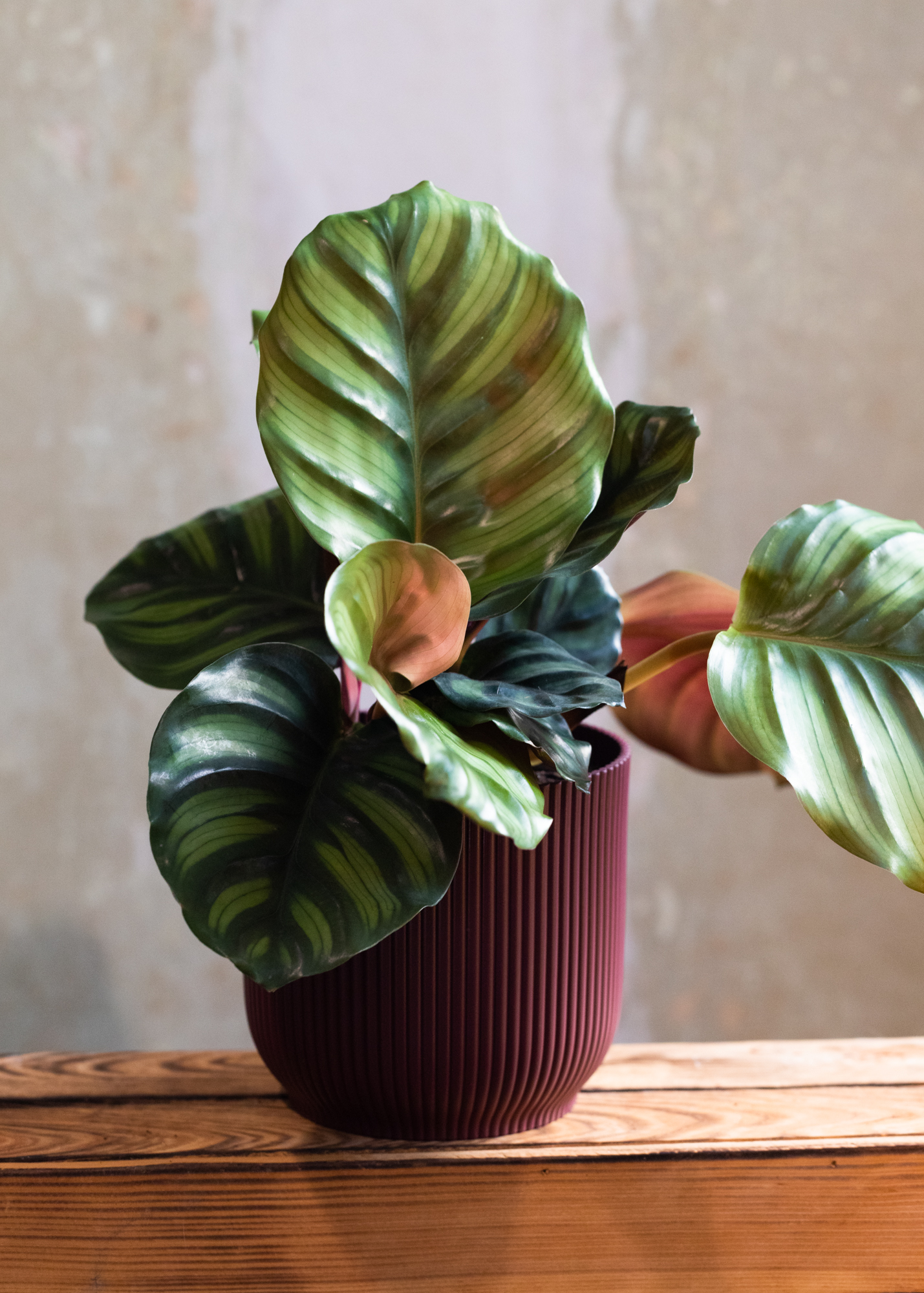 Calathea (Goeppertia) fasciata 'borrusica'