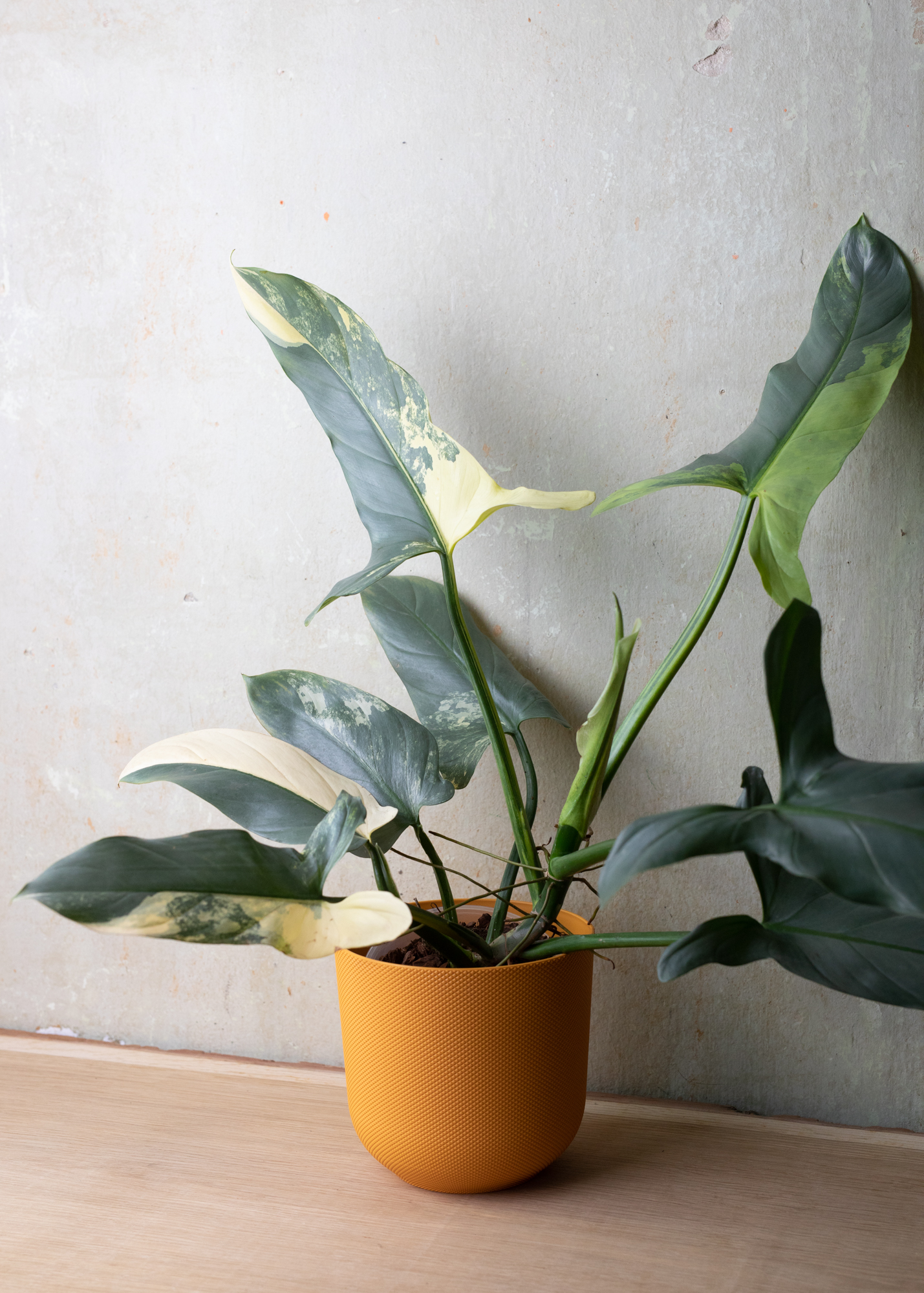 Philodendron Hastatum Variegata 1