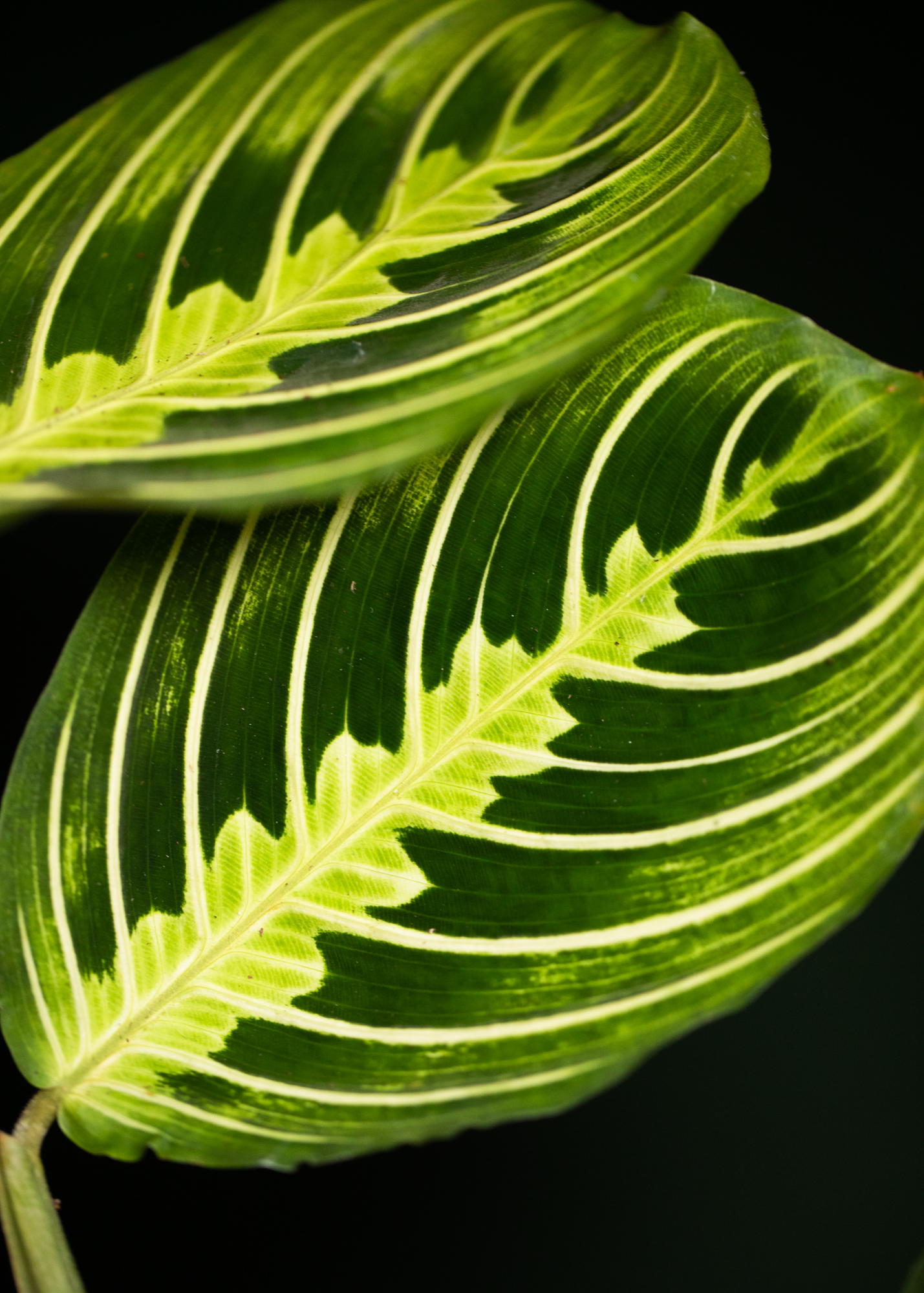 Maranta Leuconeura Lemon Lime Maranta Leuconeura Lemon Lime