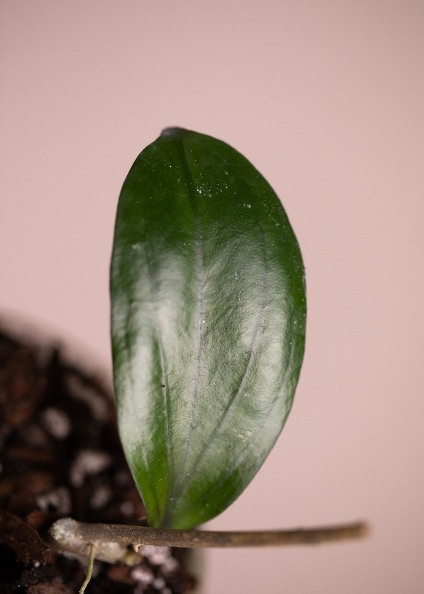 Hoya Erythrina