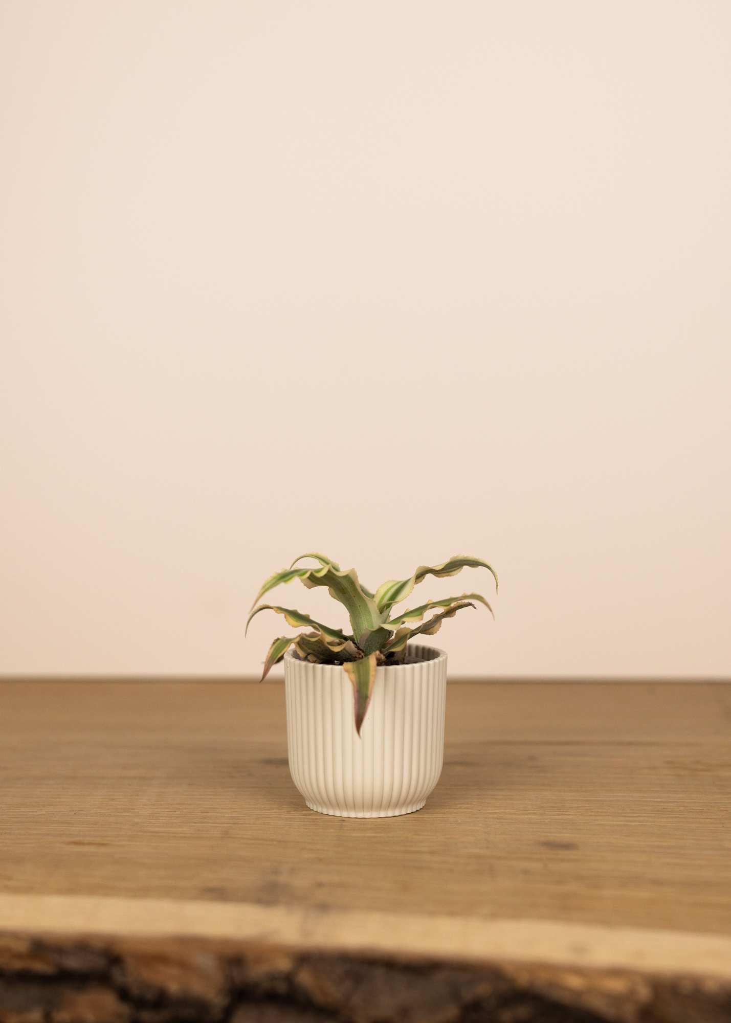 Cryptanthus bivittatus XS