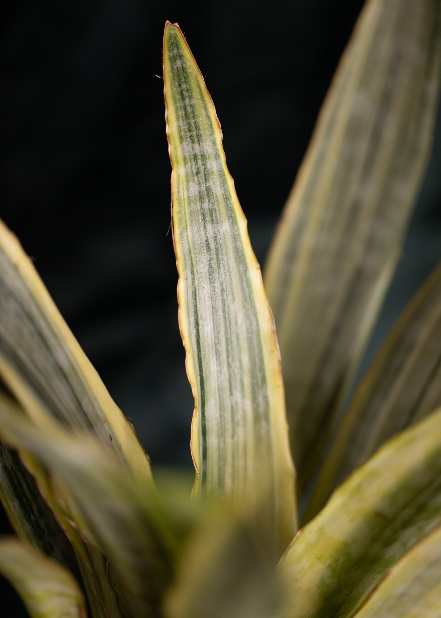 Sansevieria (Draceana) trifasciata aubrytiana Sansevieria (Draceana) trifasciata aubrytiana