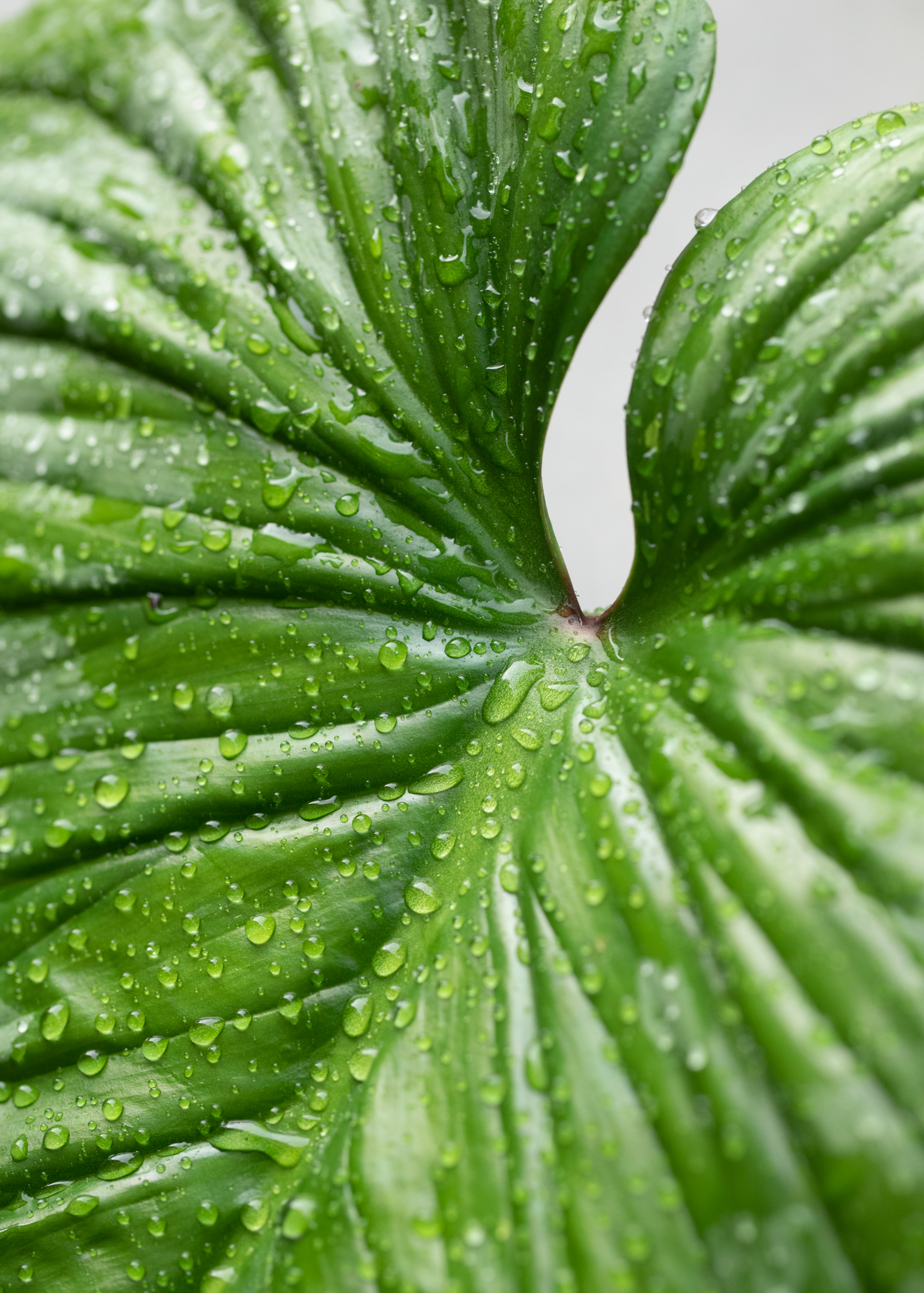 Philodendron Mamei Silver Cloud Philodendron Mamei Silver Cloud