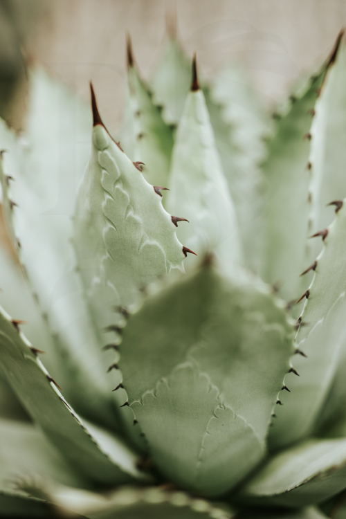 Agave Flexispina 