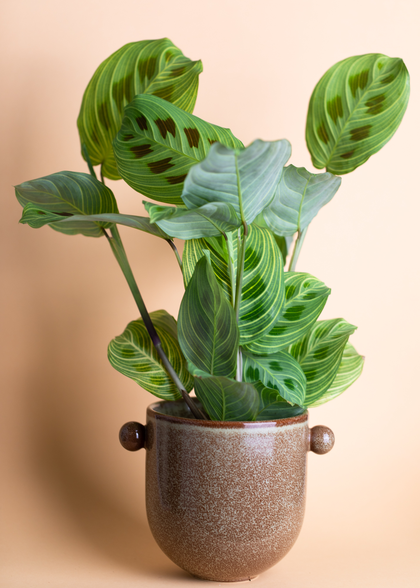 Maranta Light Veins