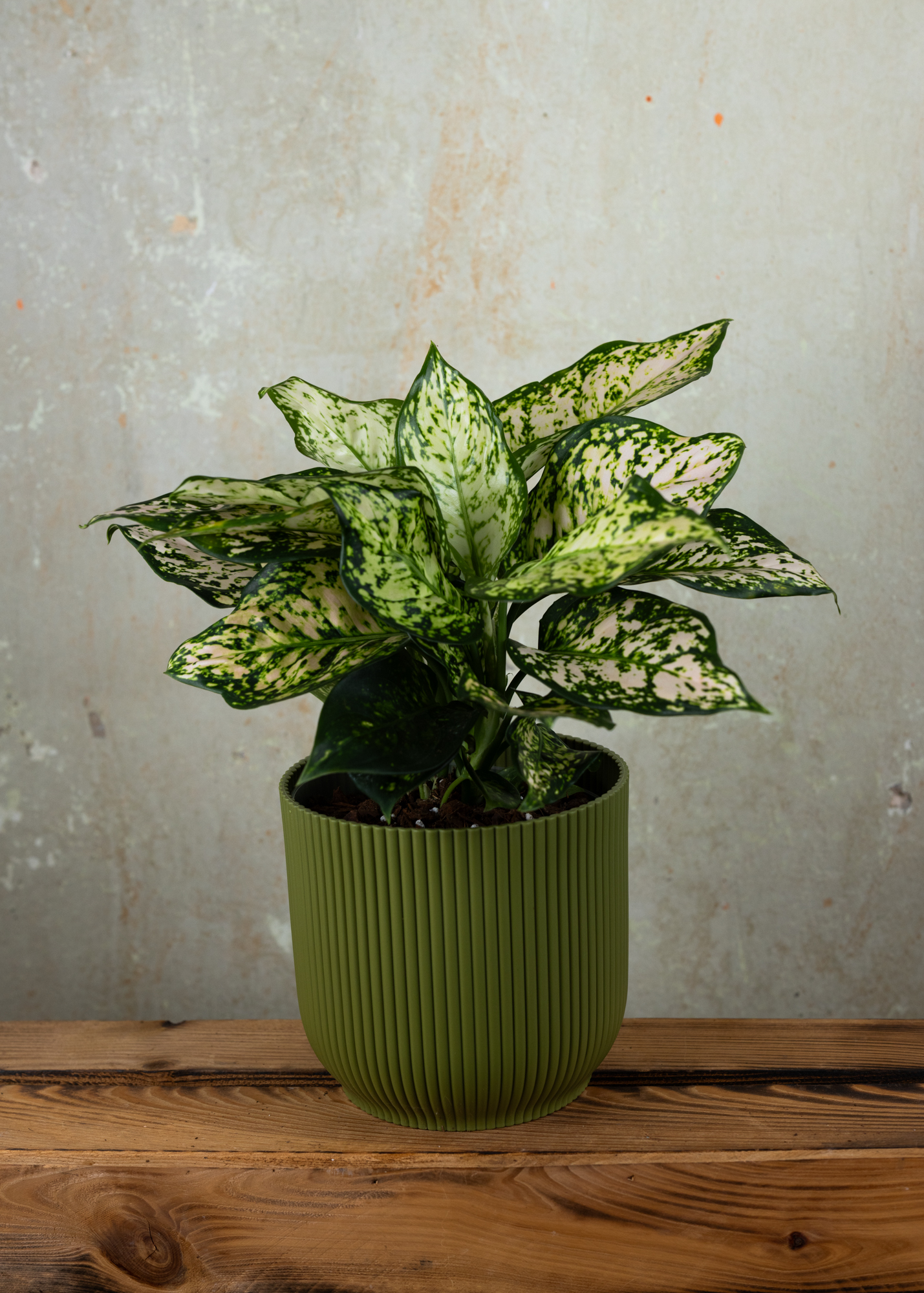 Aglaonema Eileen