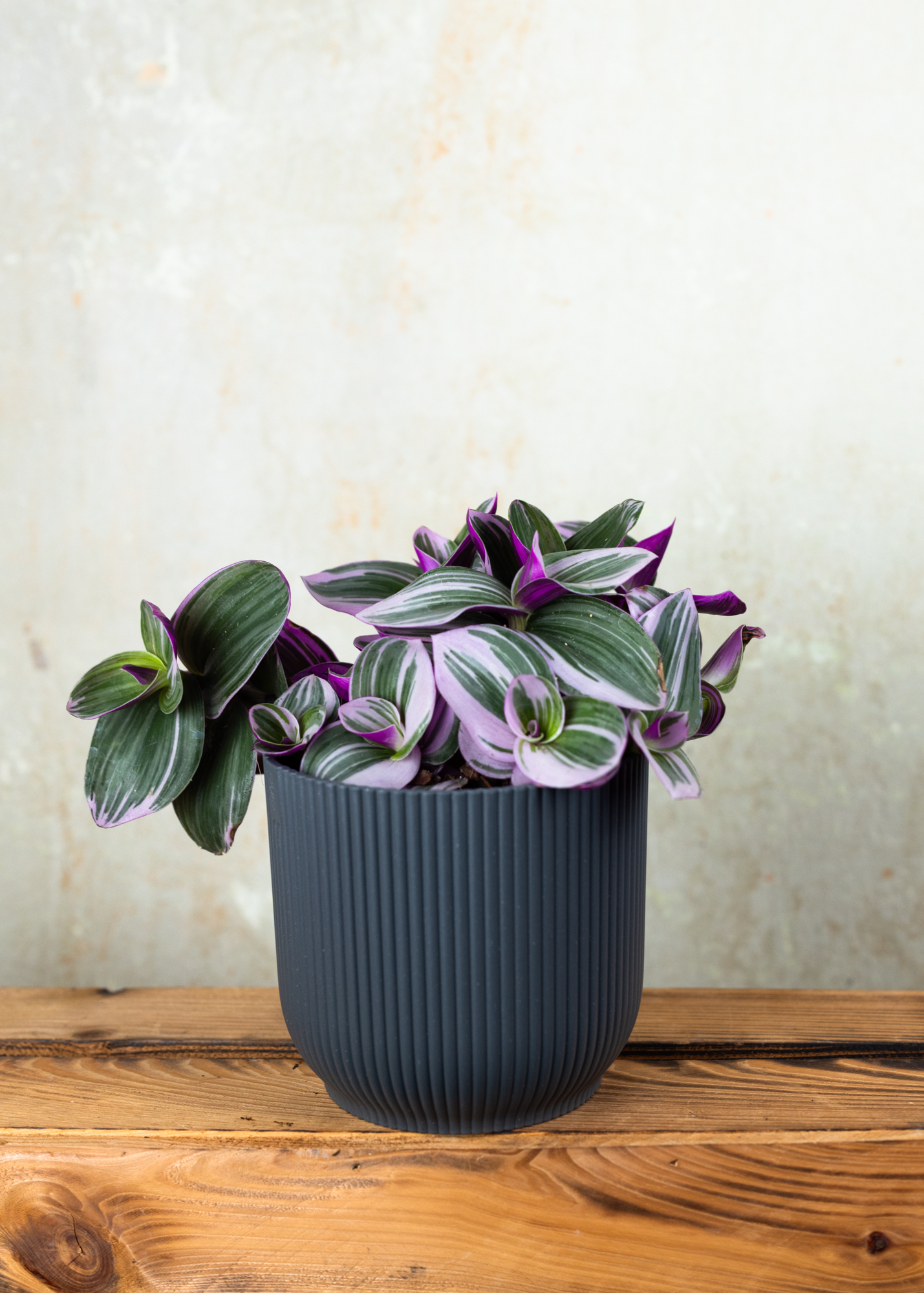 Tradescantia cerinthoides nanouk