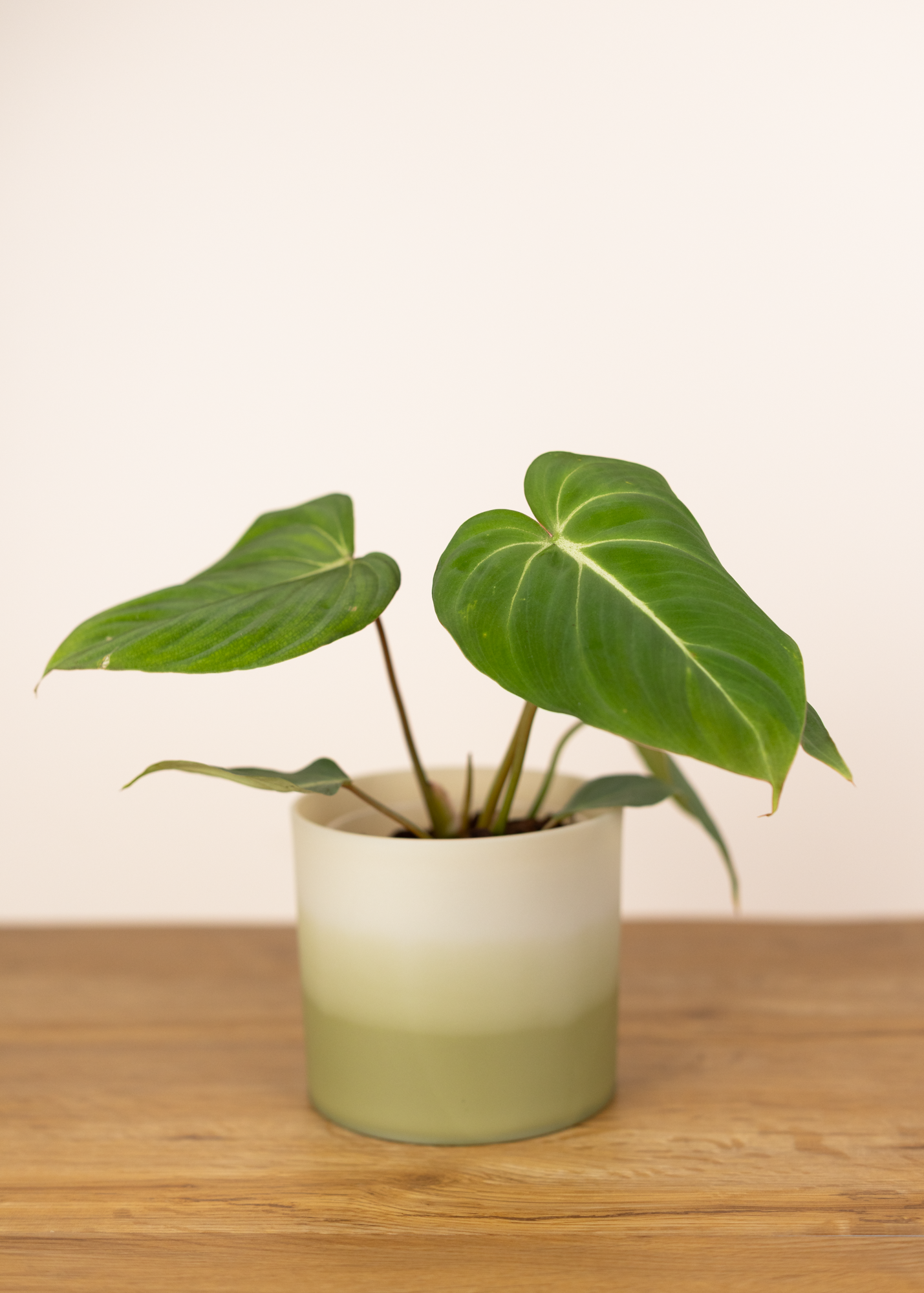 Philodendron Gloriosum 