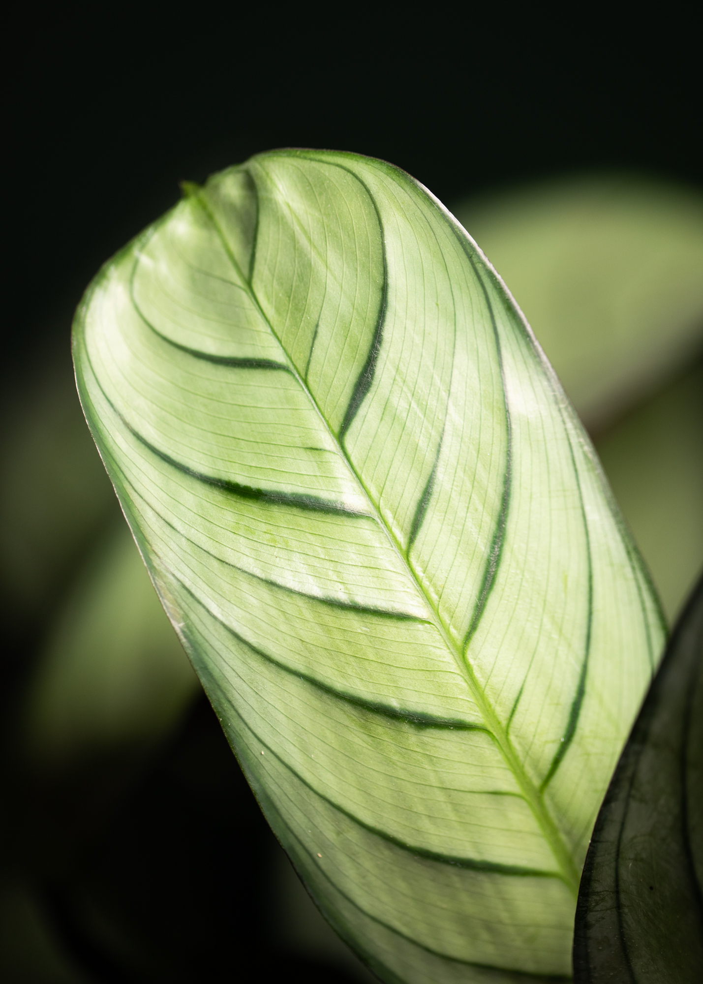 Ctenanthe Burle Marxii Amagris