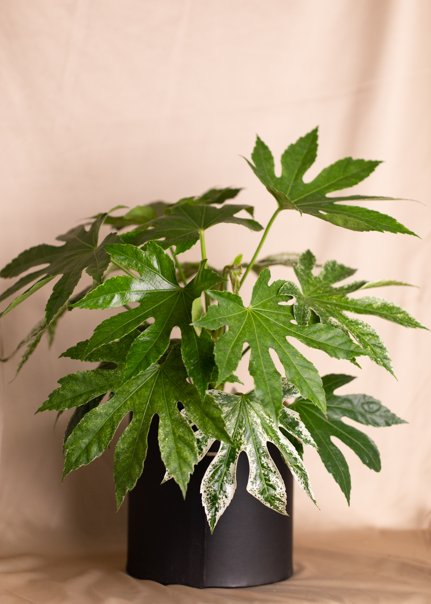 Fatsia Japonica Variegata 'Spiderweb' M