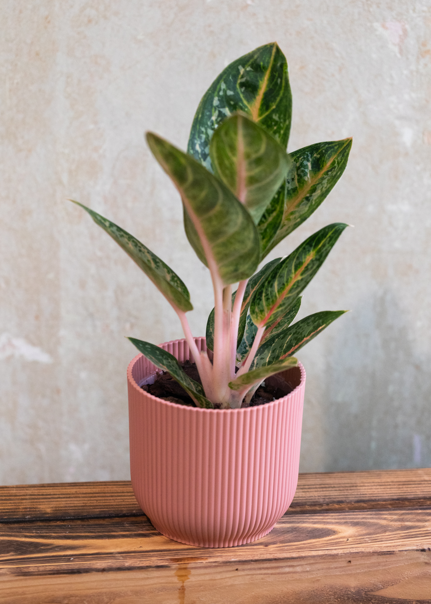 Aglaonema gadjah mada