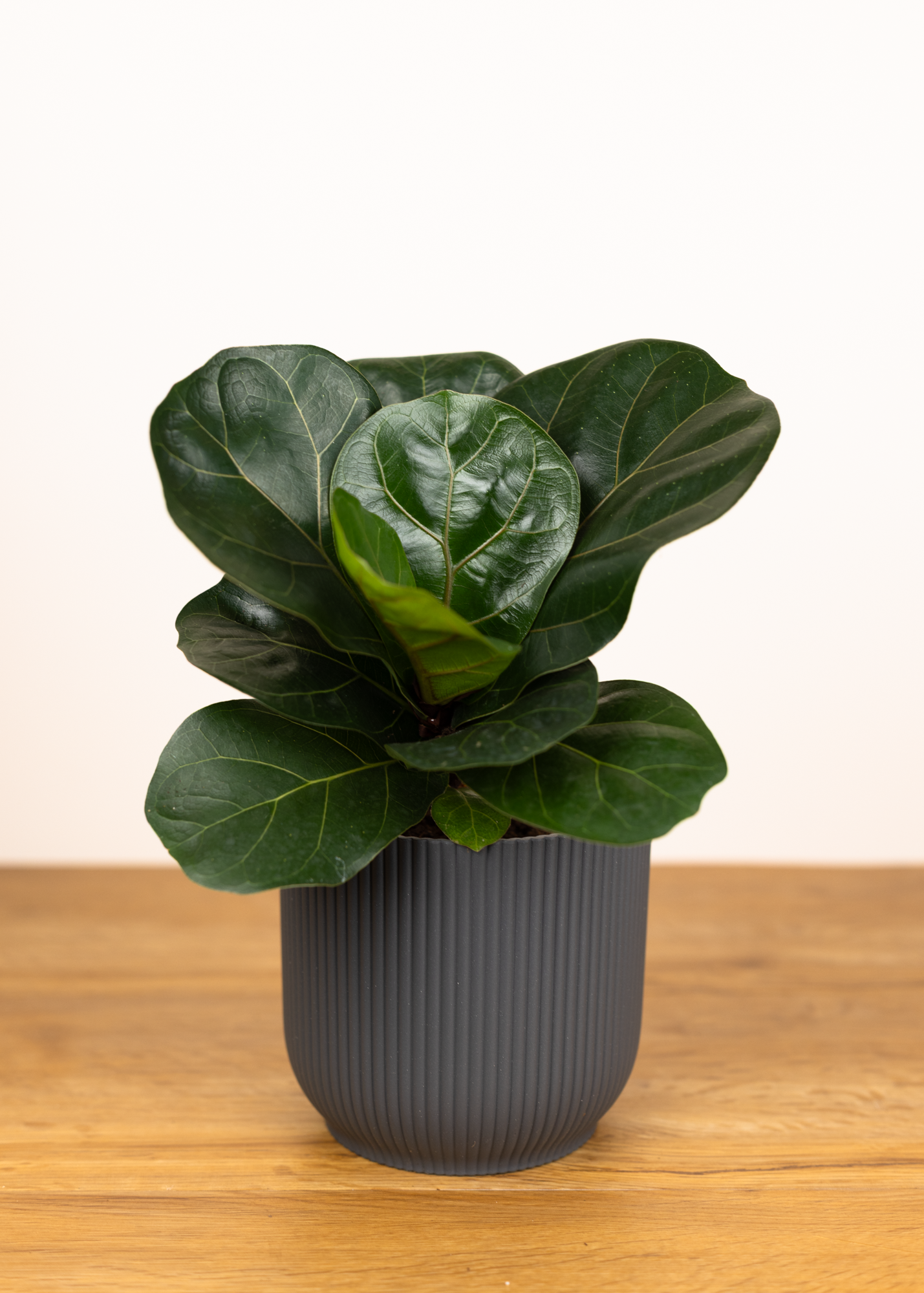 Ficus lyrata
