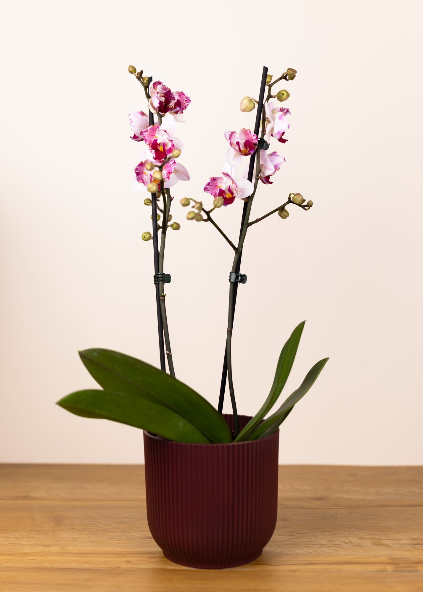 Phalaenopsis crazy daisy peloric