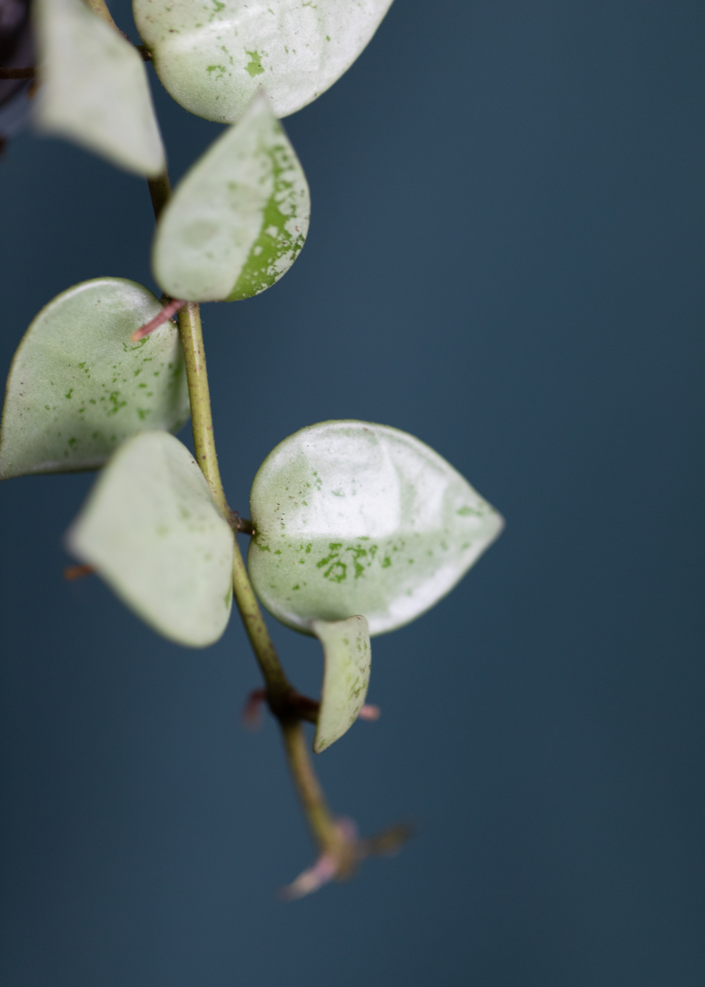Hoya Krohniana Super Silver