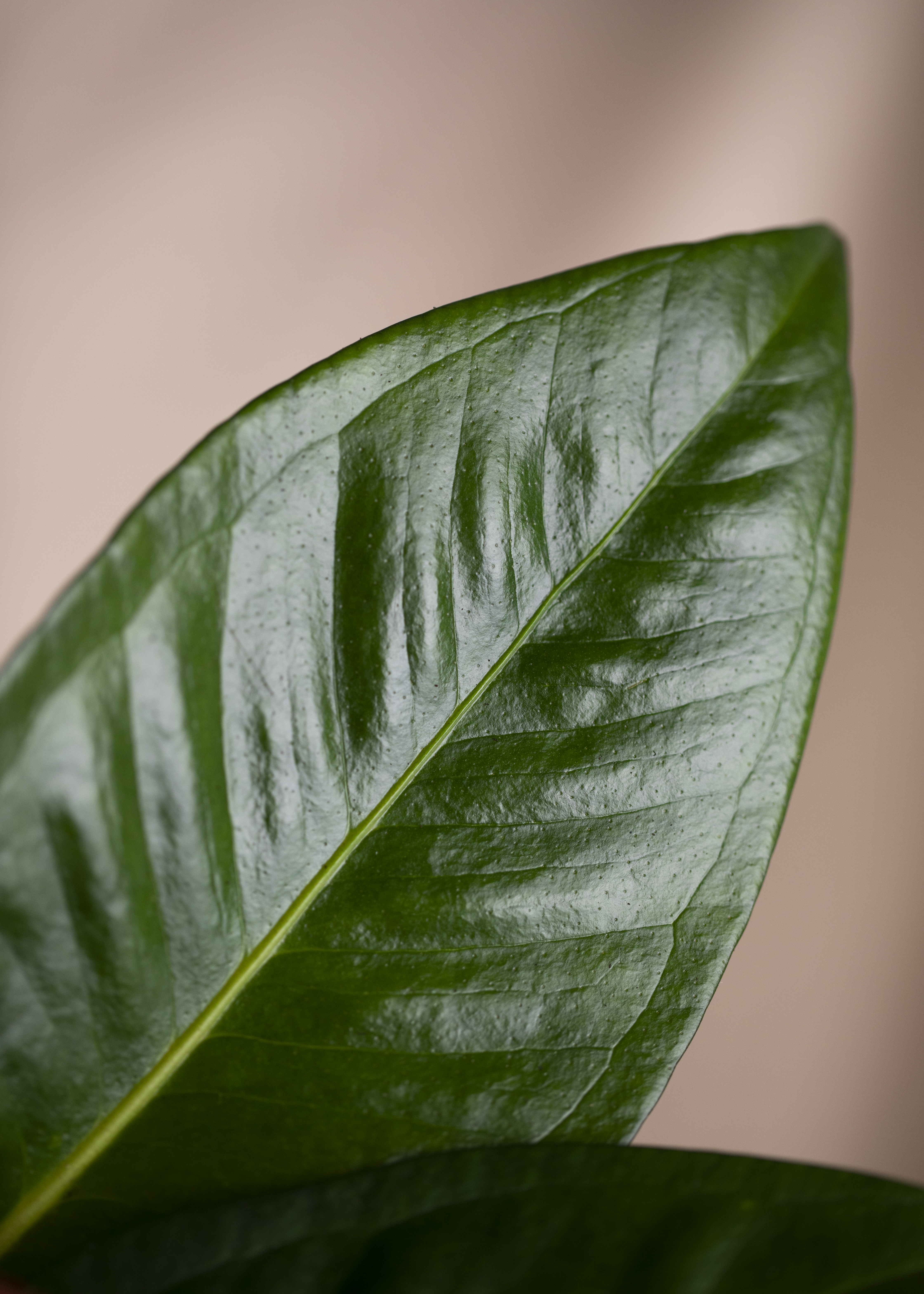 Anthurium Scherzerianum 