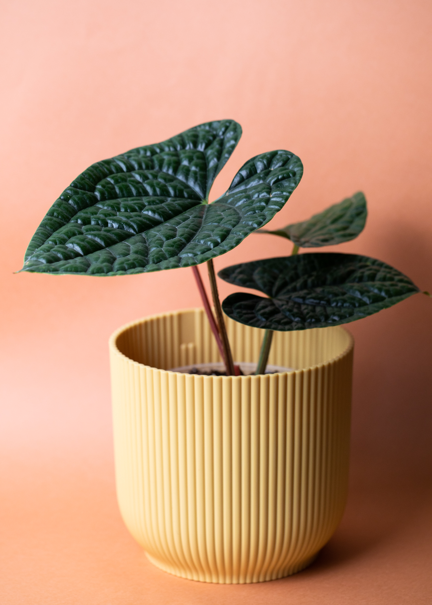 Anthurium Luxurians M