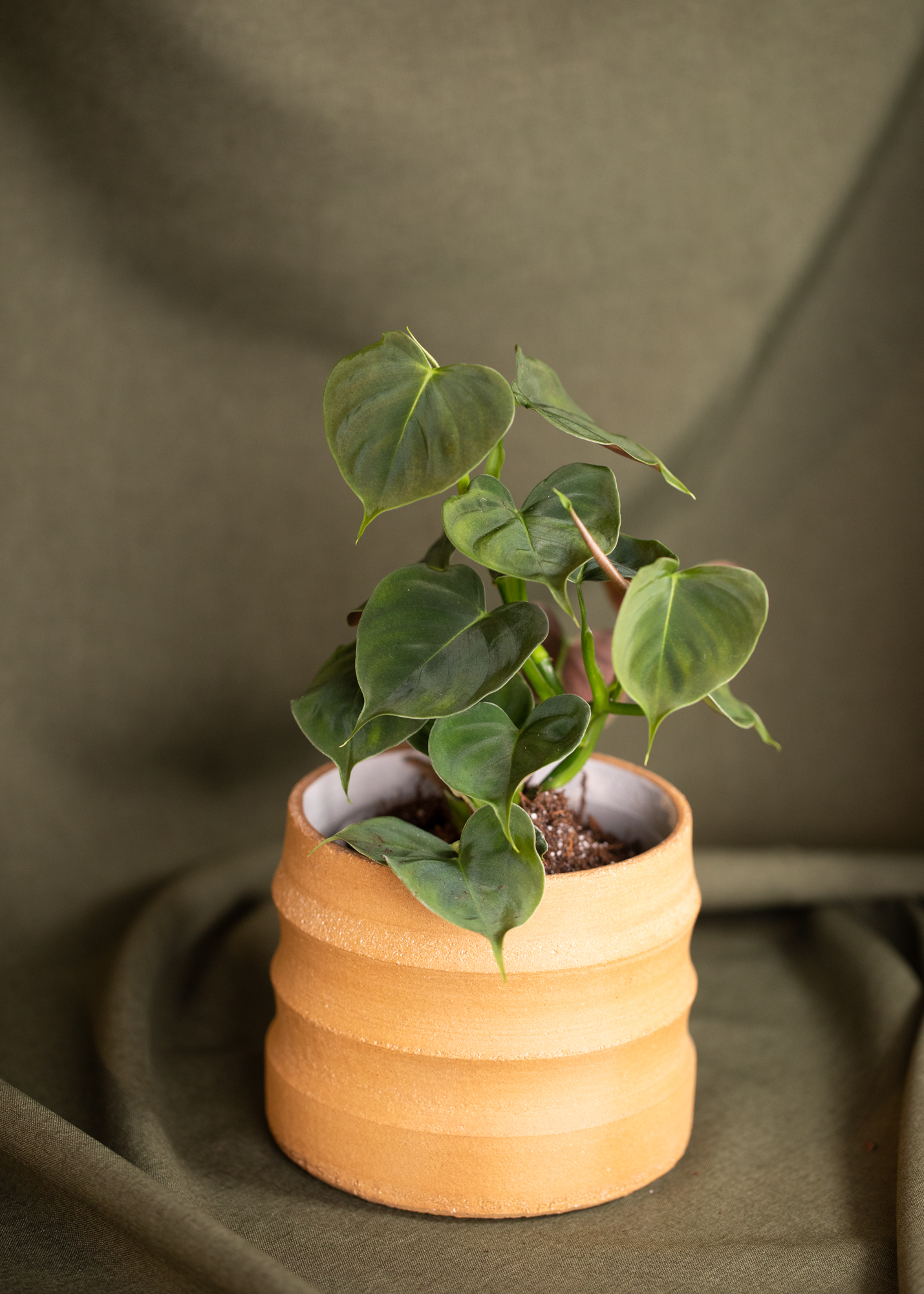 Philodendron Lupinum Philodendron Lupinum