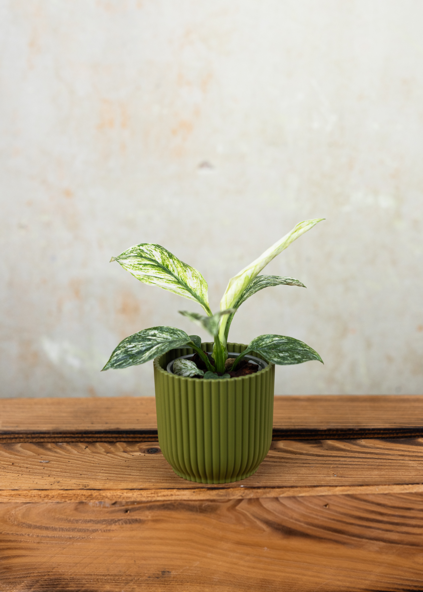 Spathiphyllum sensation variegata