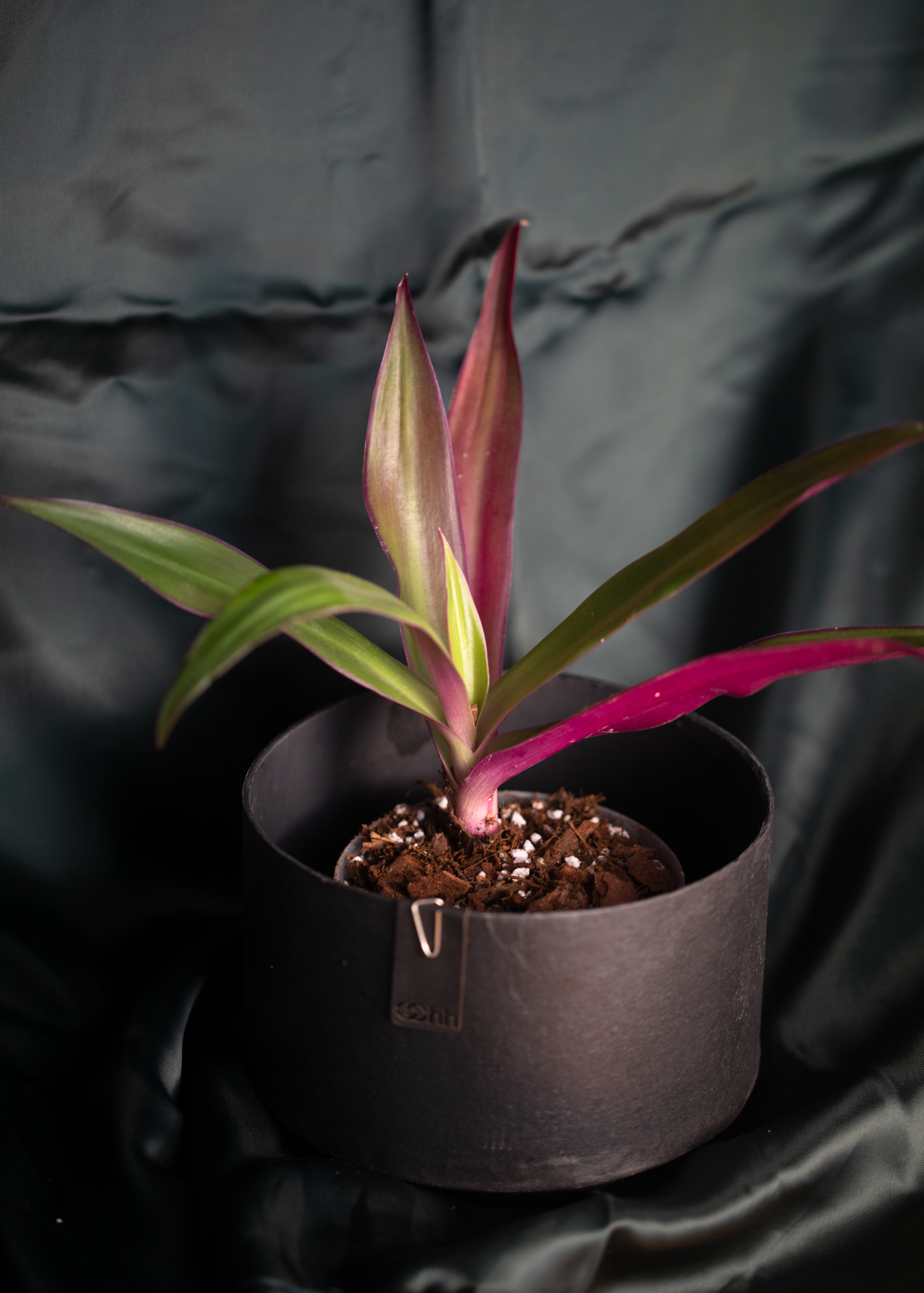 Tradescantia Spathacea Tradescantia Spathacea