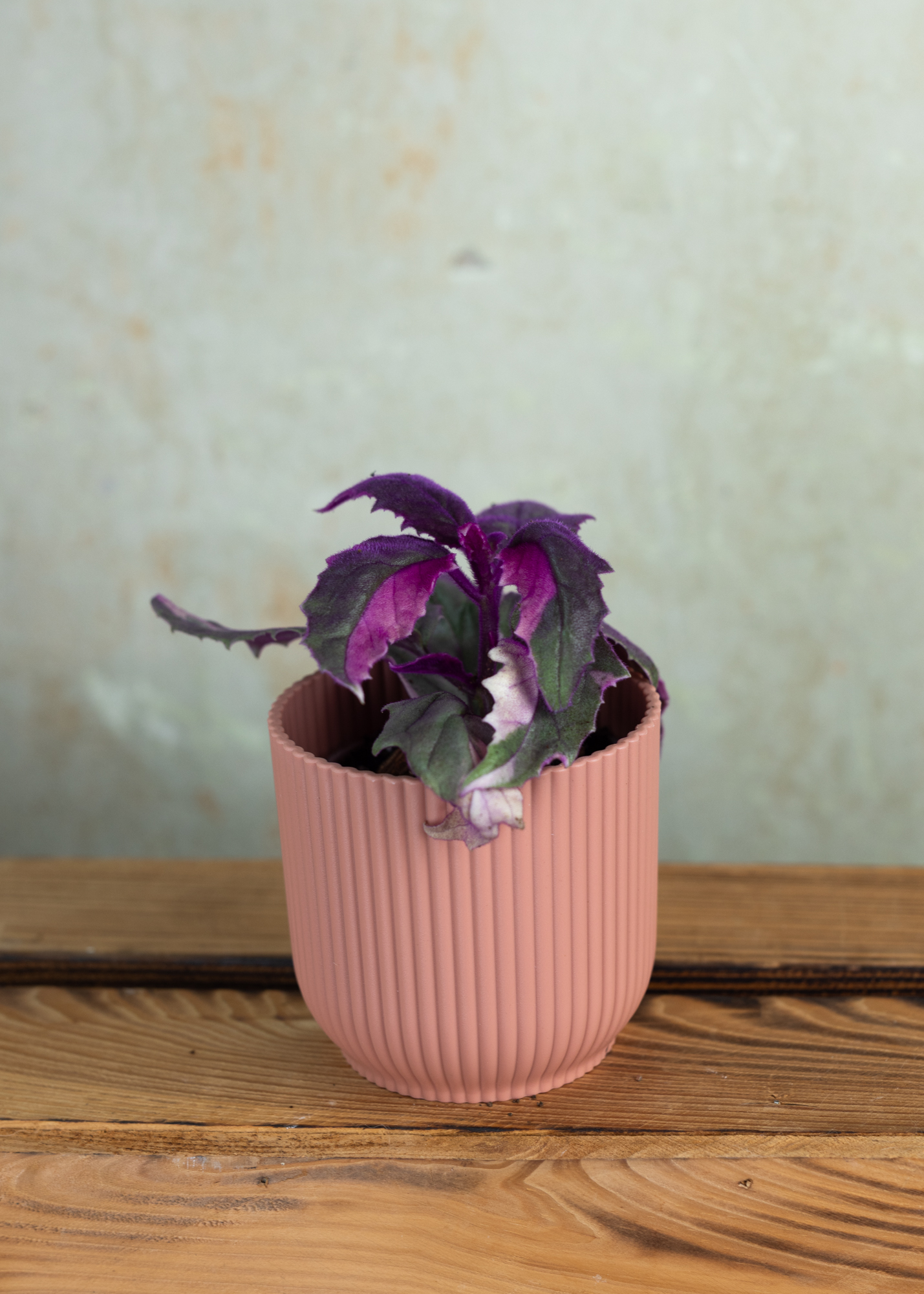 Gynura aurantica variegata