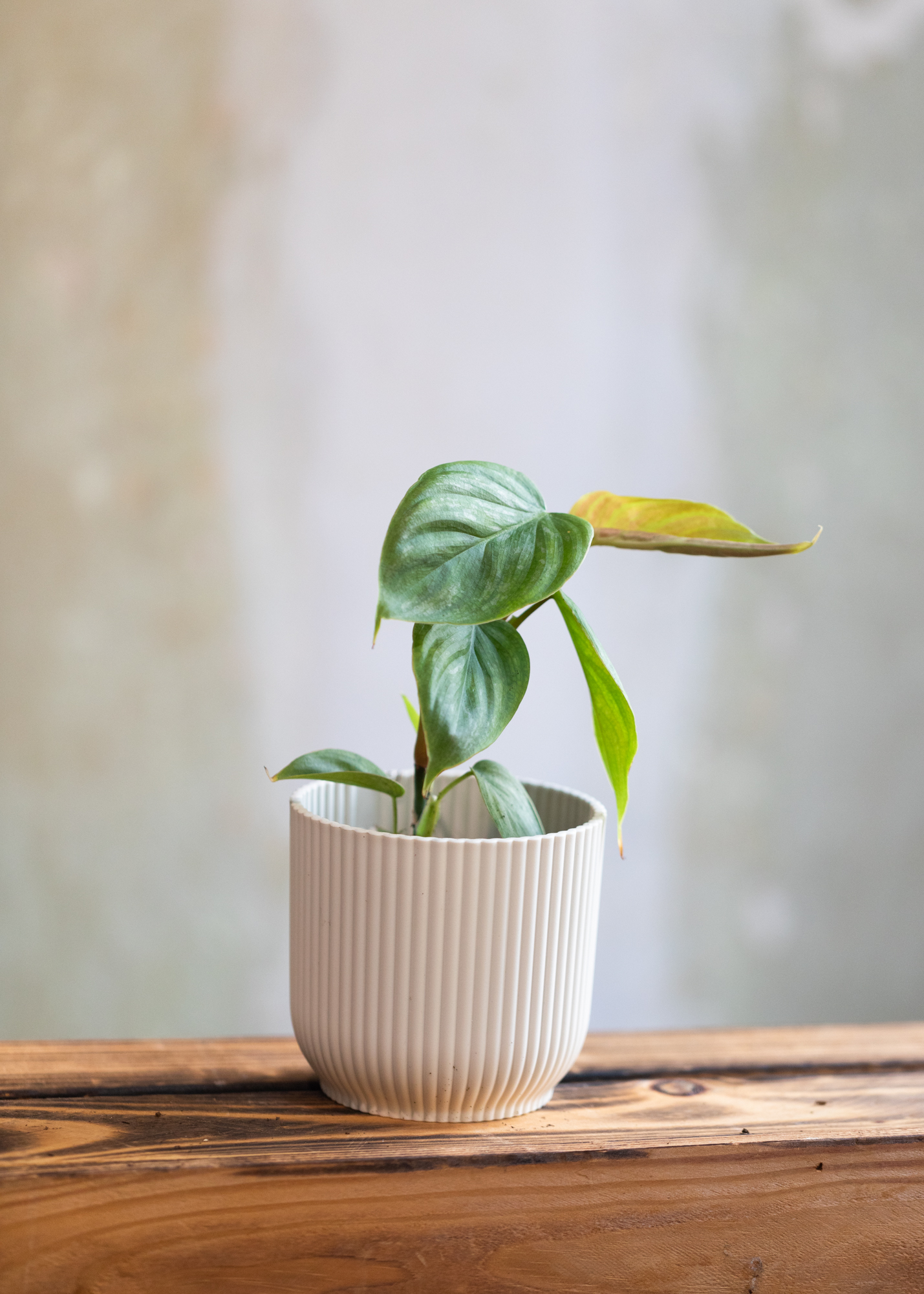 Philodendron Majestic