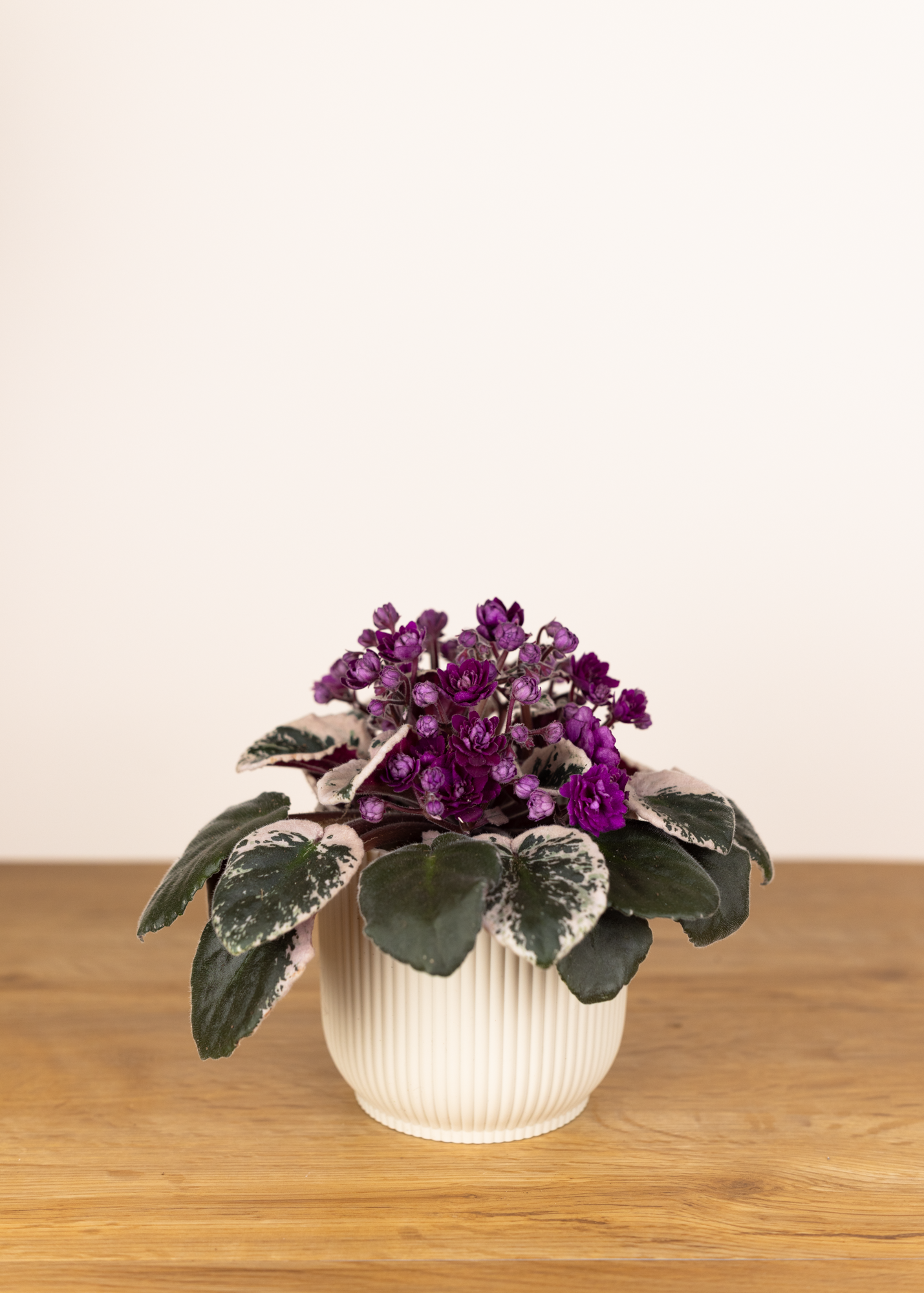 Saintpaulia hovariagata