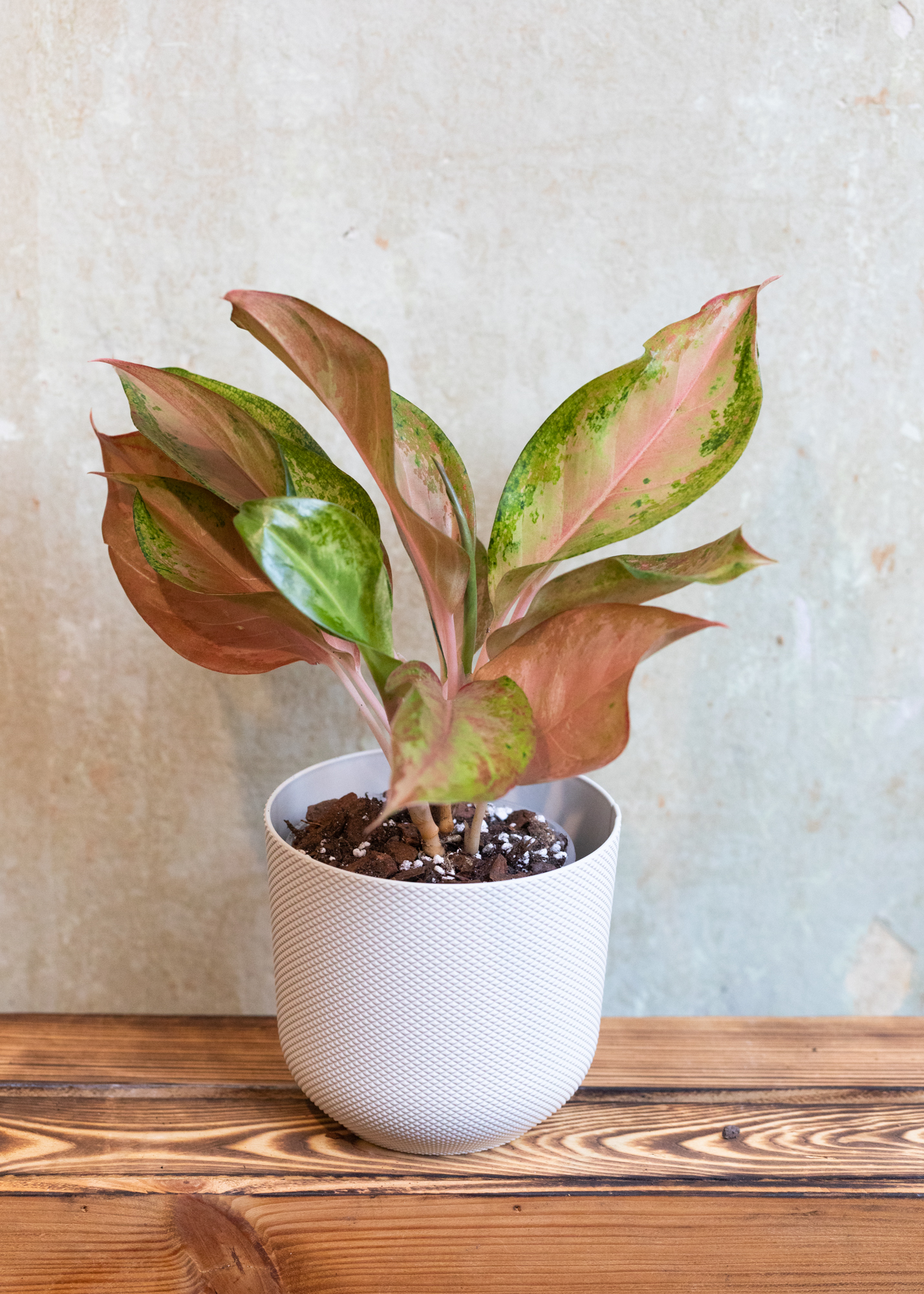 Aglaonema golden baby