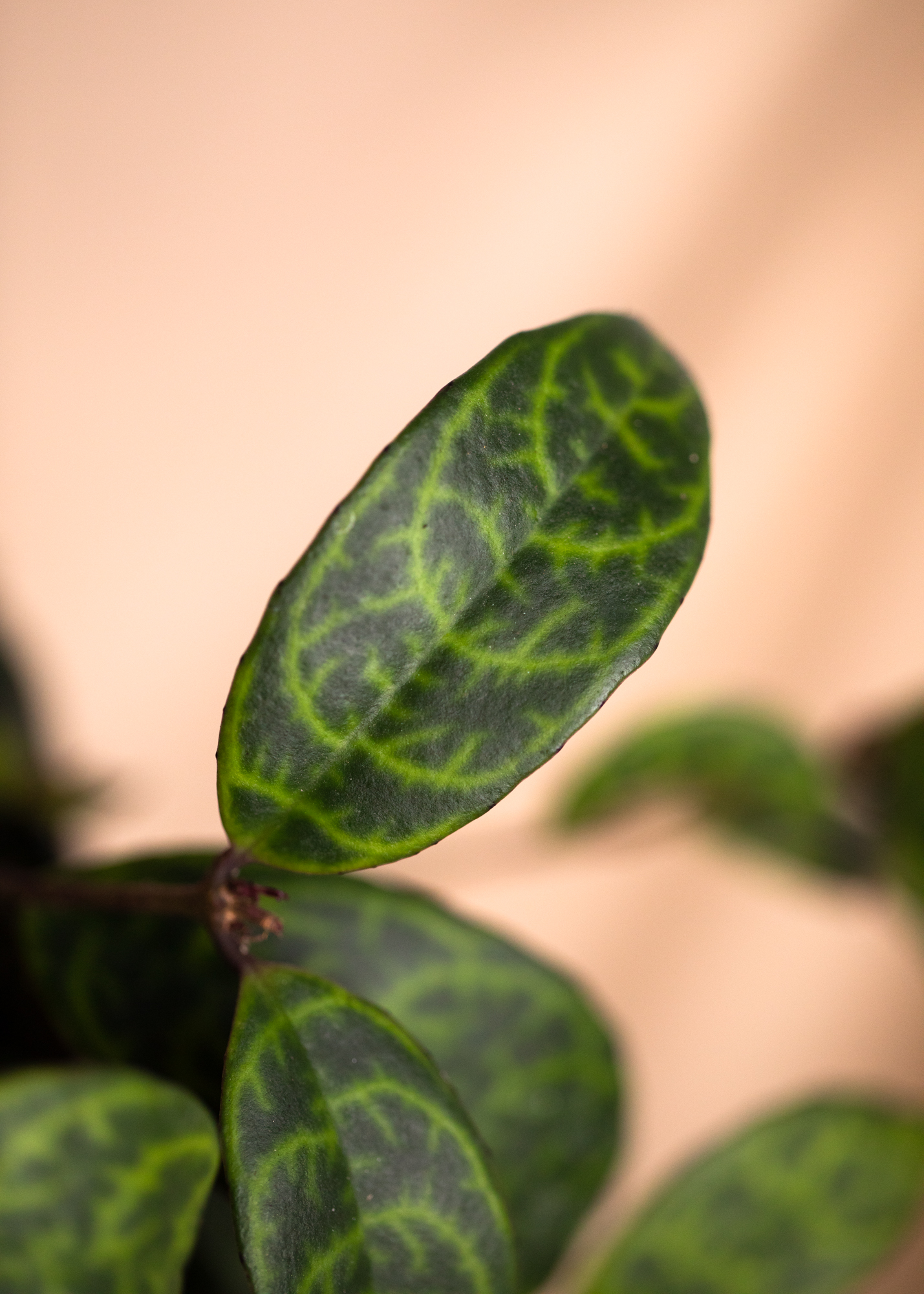 Aeschynanthus Marmoratus