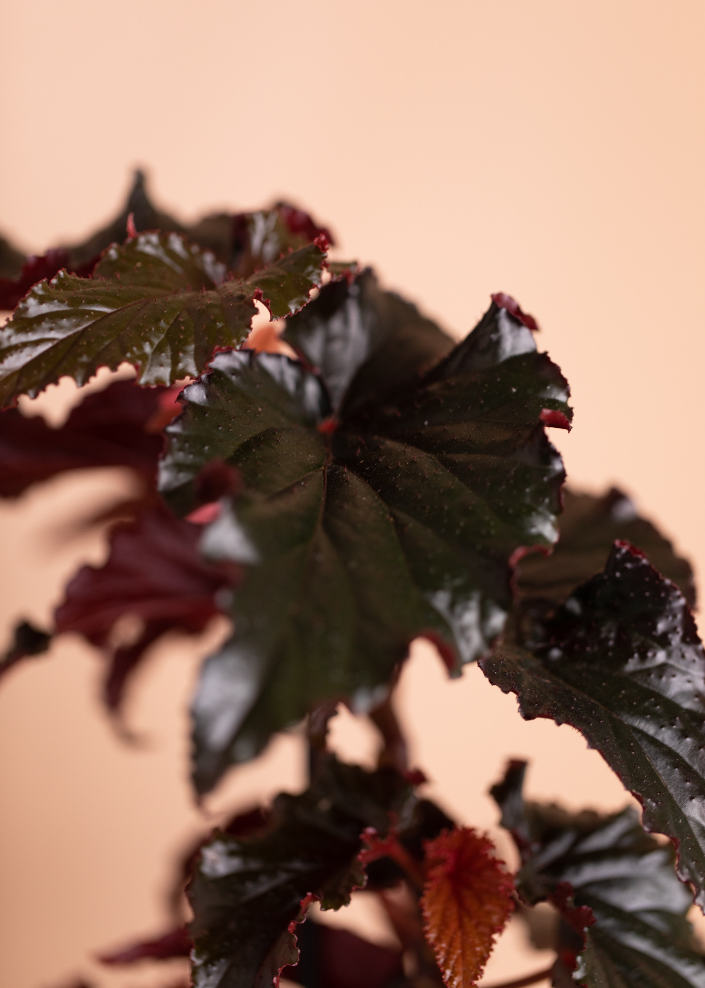 Begonia Black Magic