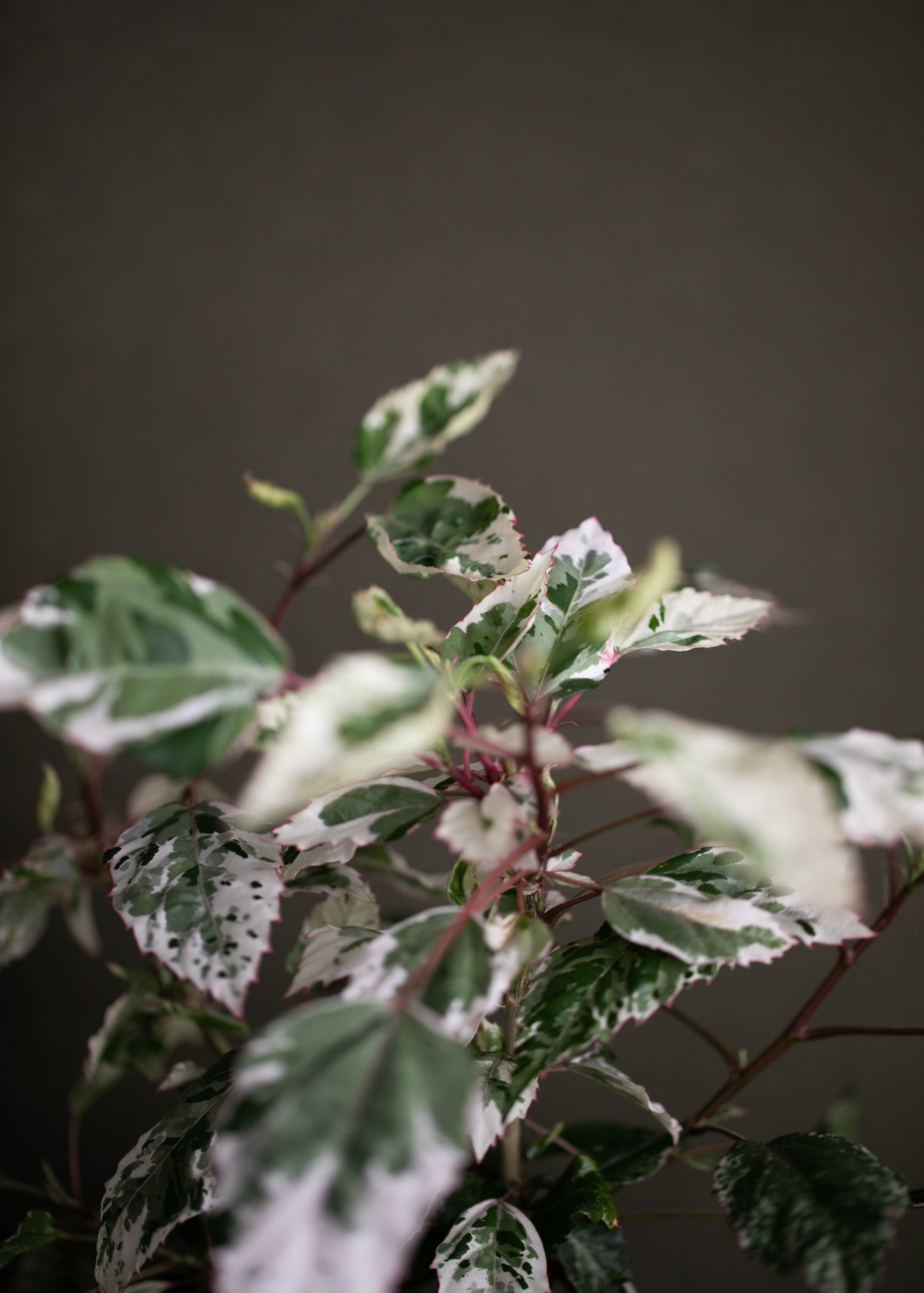 Hibiscus Rosa Sinensis Variegata 