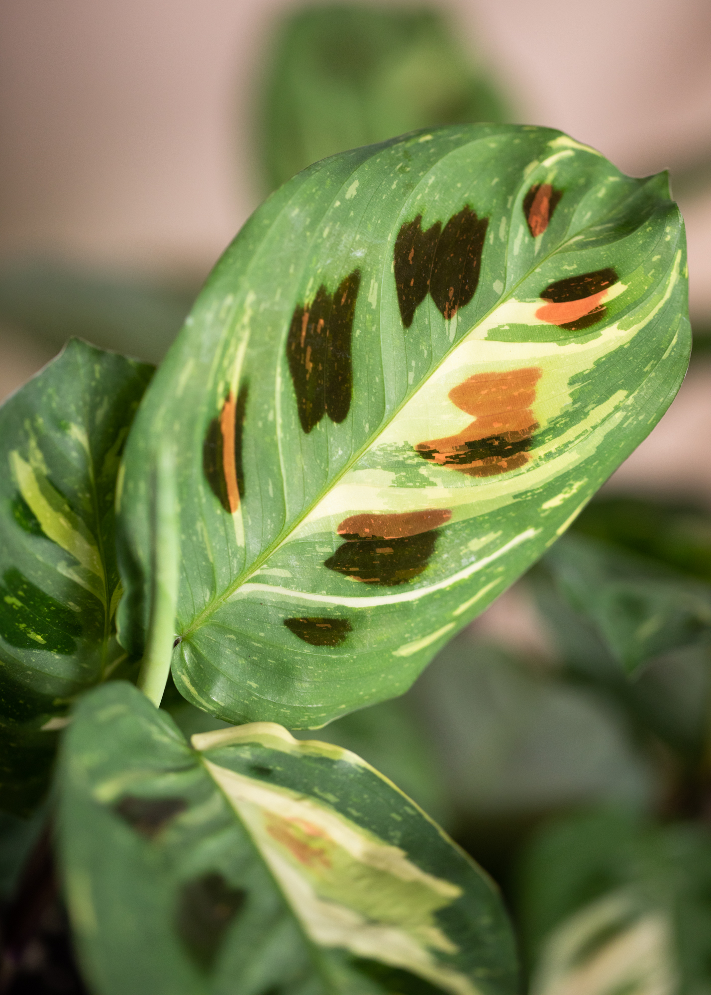 Maranta Kerchoveana Variegata