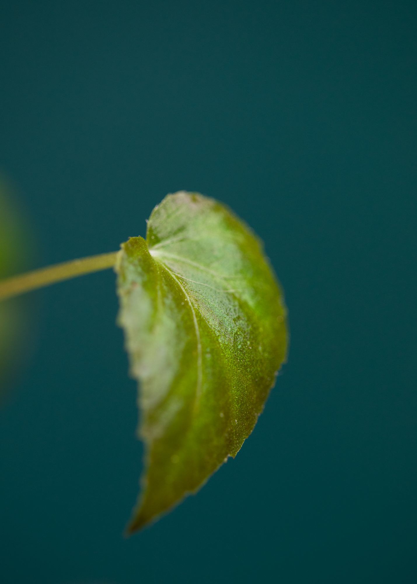 Begonia Pavonina