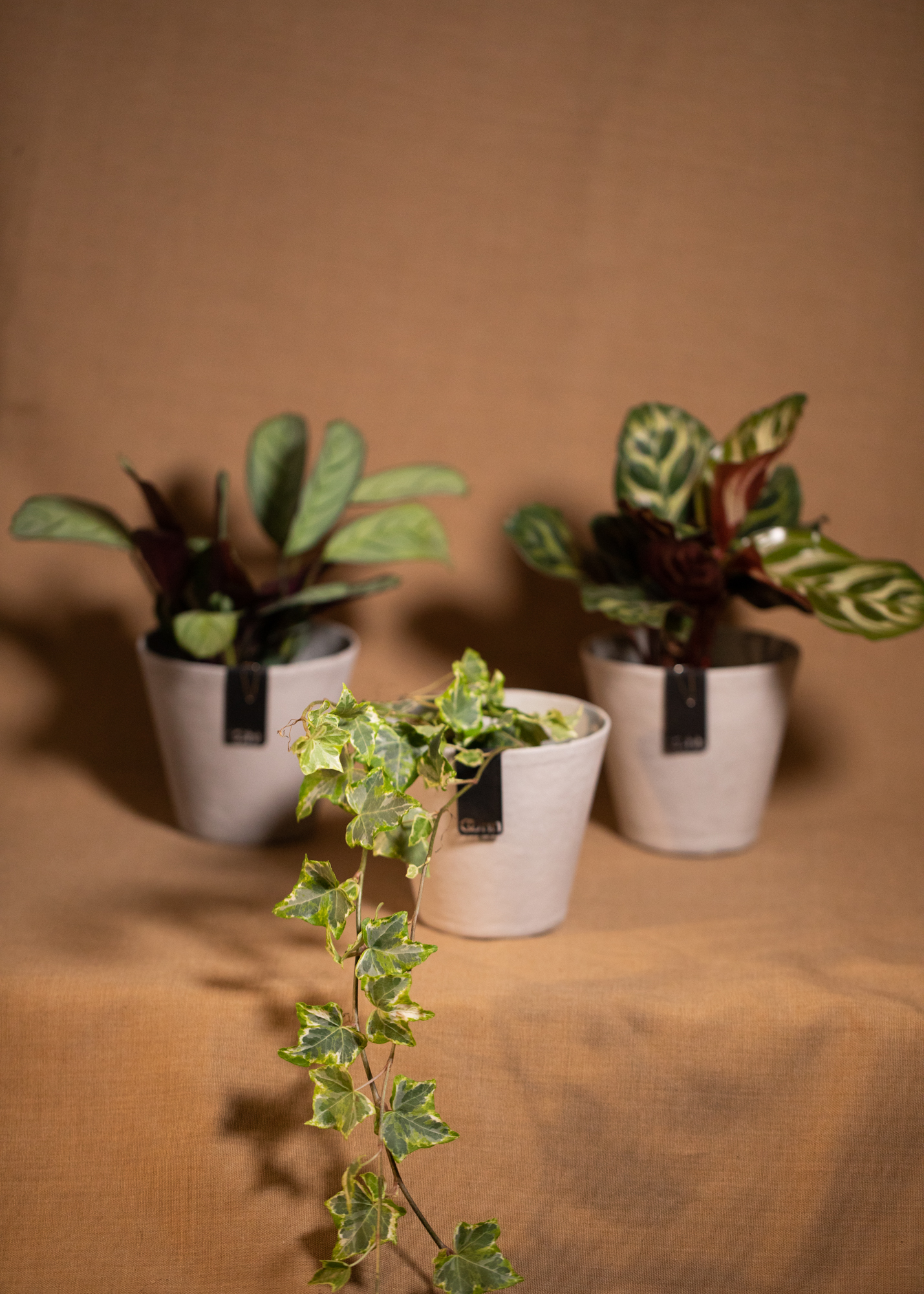 Mini Pflanzen Box