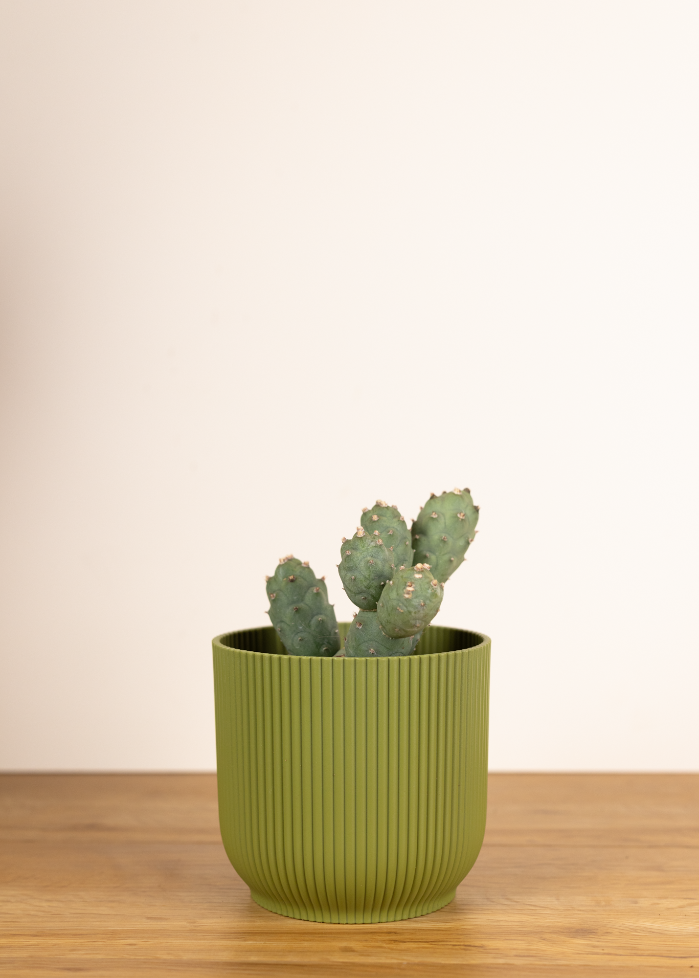 Tephrocactus articulatus v. inermis